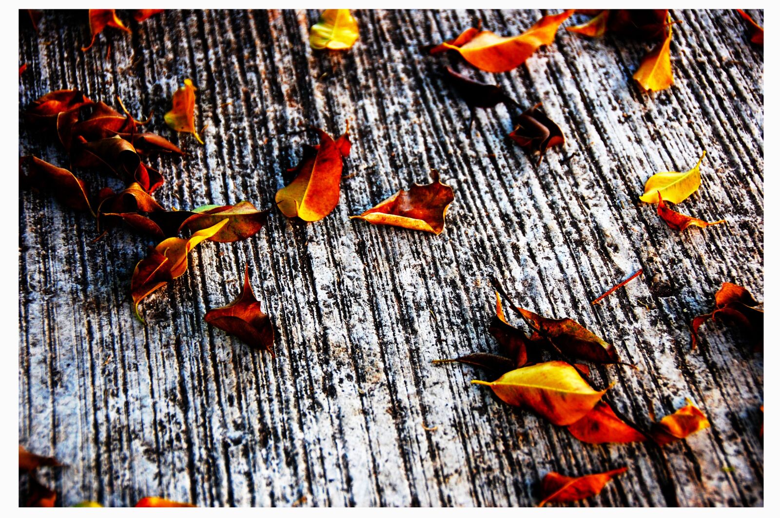 Nikon D40 sample photo. Fall, leaves, autumn photography