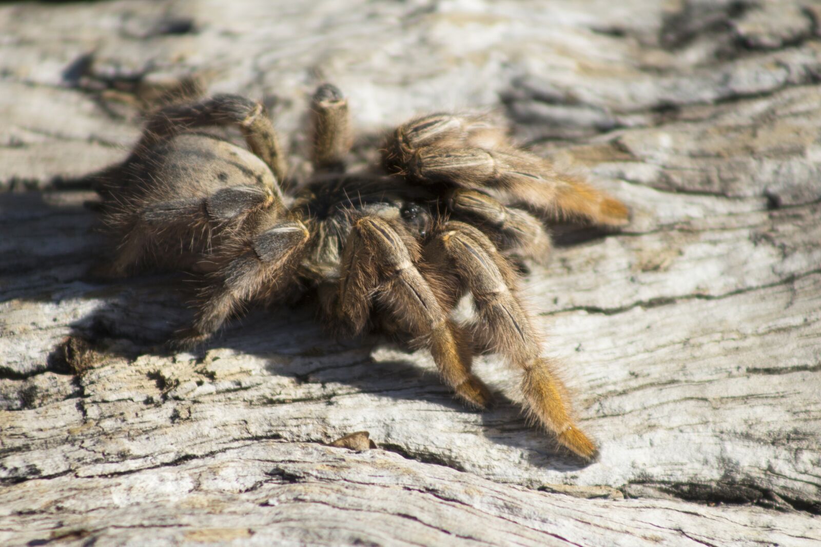 Canon EF75-300mm f/4-5.6 sample photo. Spider, bark, wildlife photography
