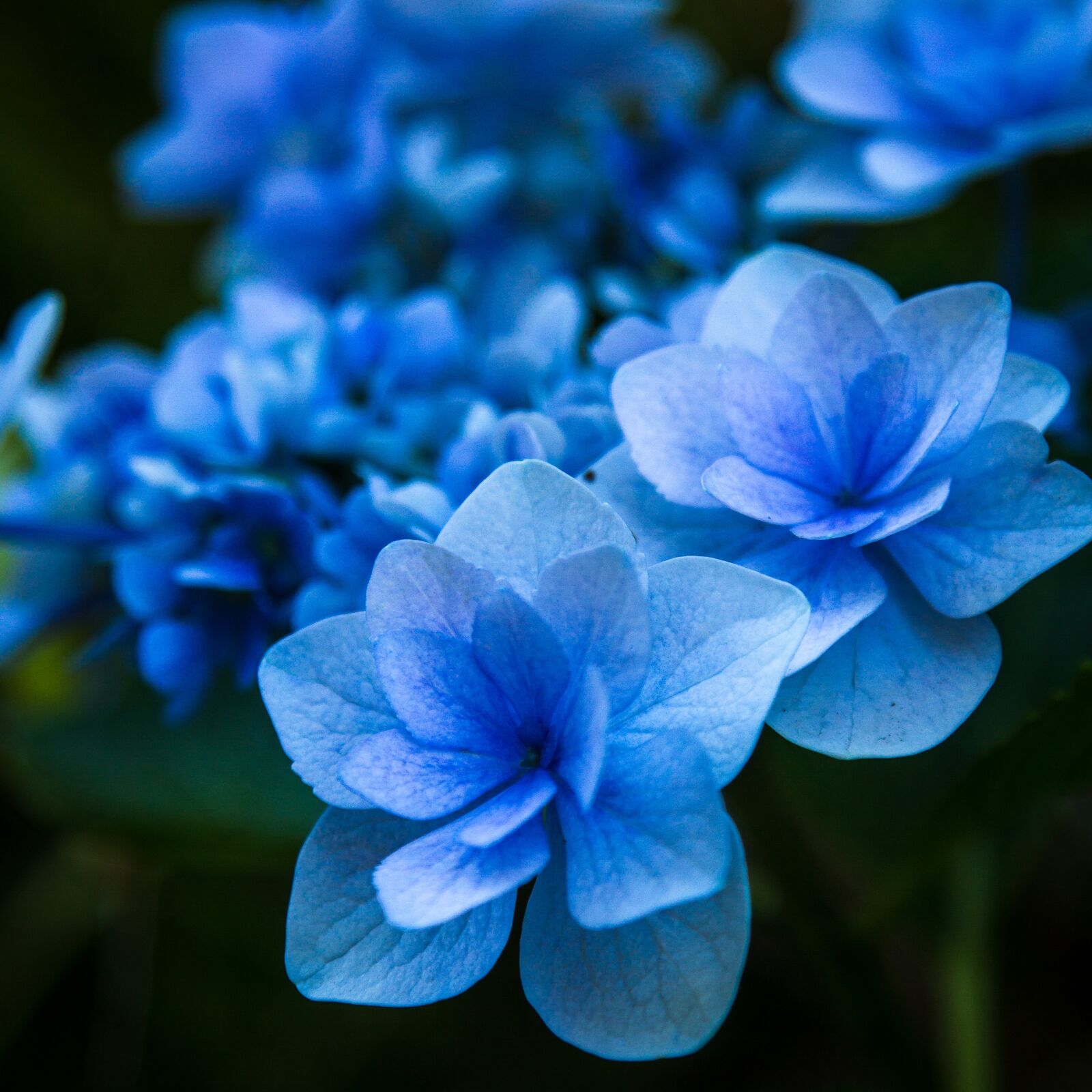Canon EOS 7D + Canon EF 24-105mm F4L IS USM sample photo. Flower, blue, petals photography