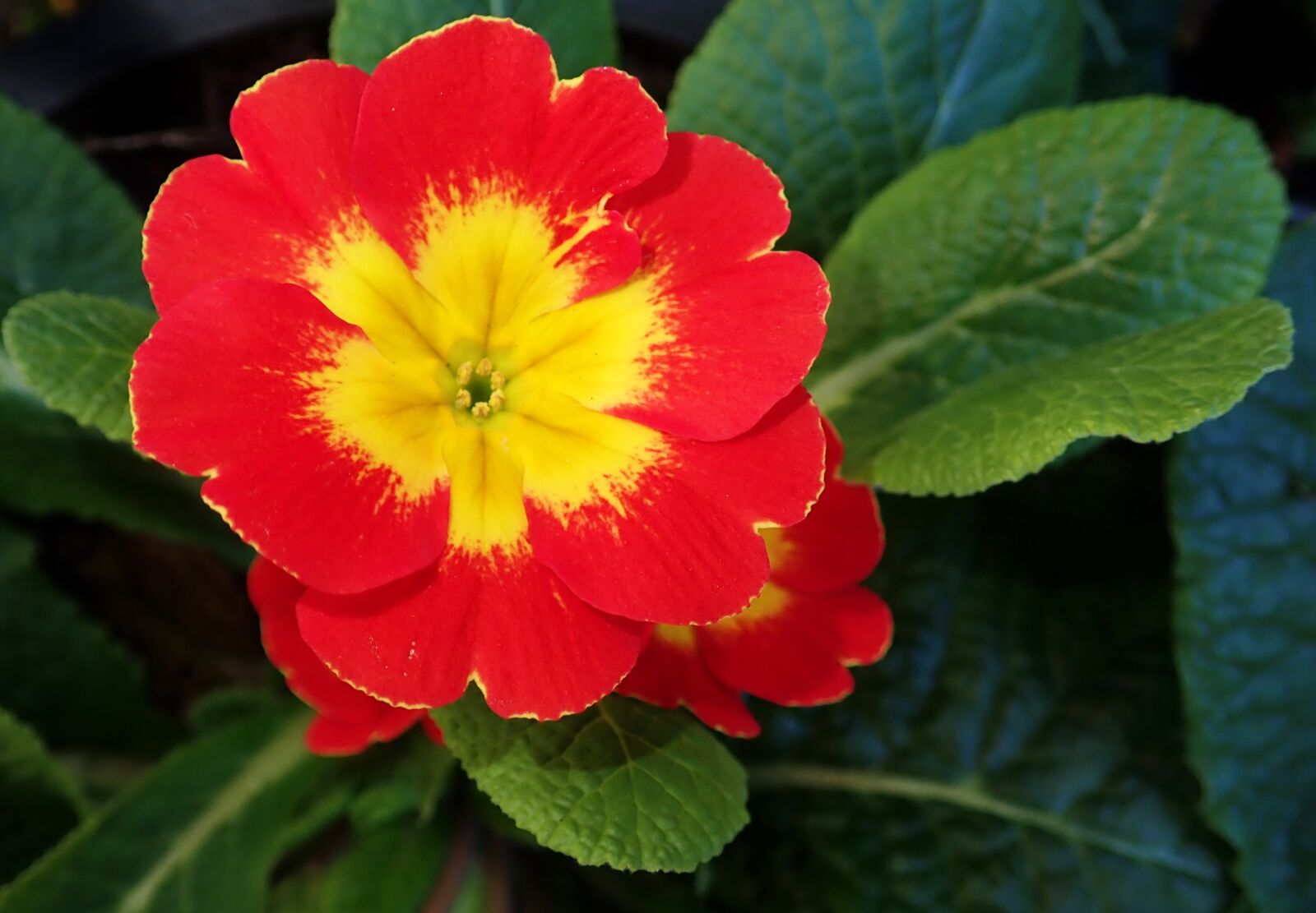 Olympus TG-5 sample photo. Primrose, flower, bright photography