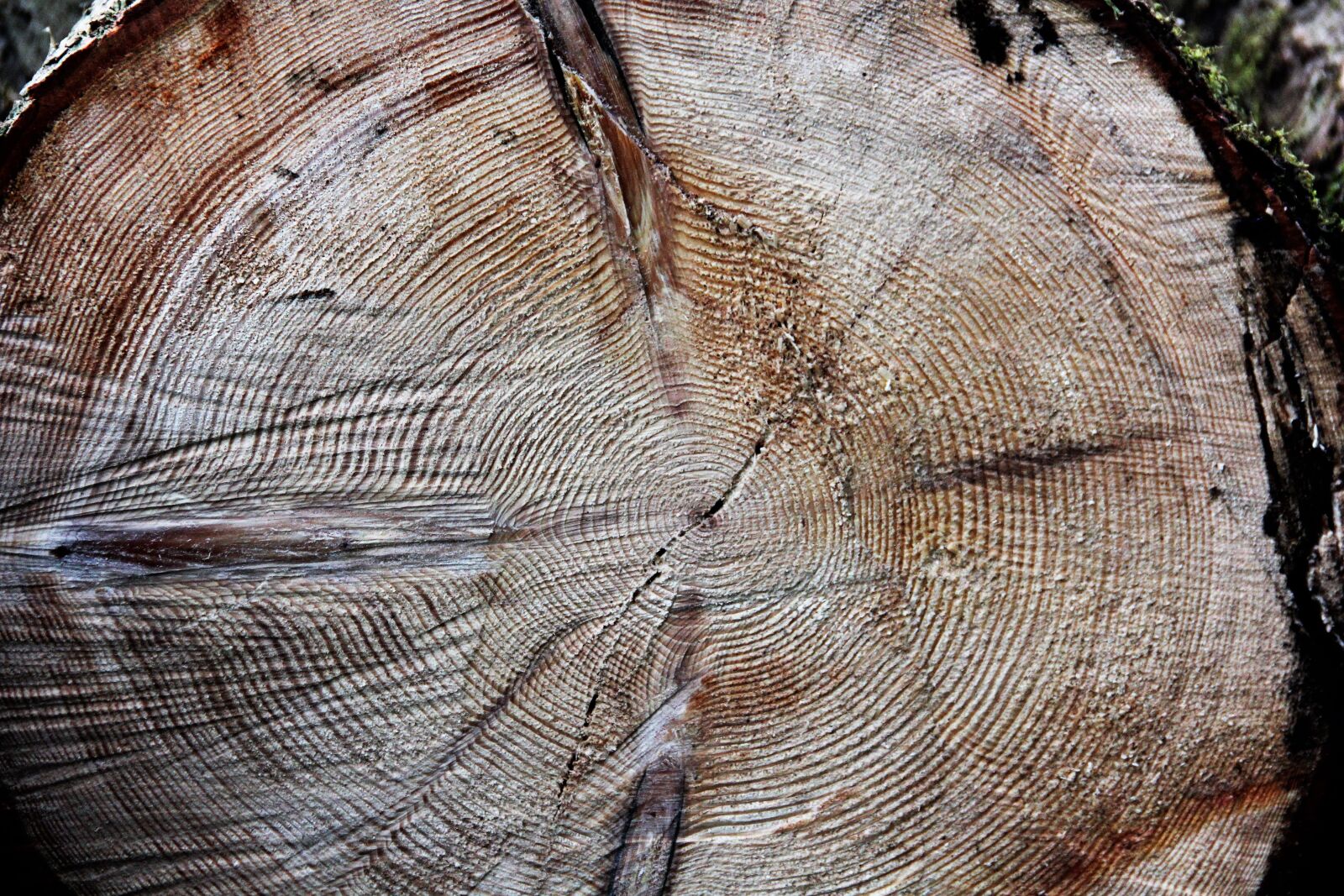 Canon EOS 60D sample photo. Wood, annual rings, tree photography