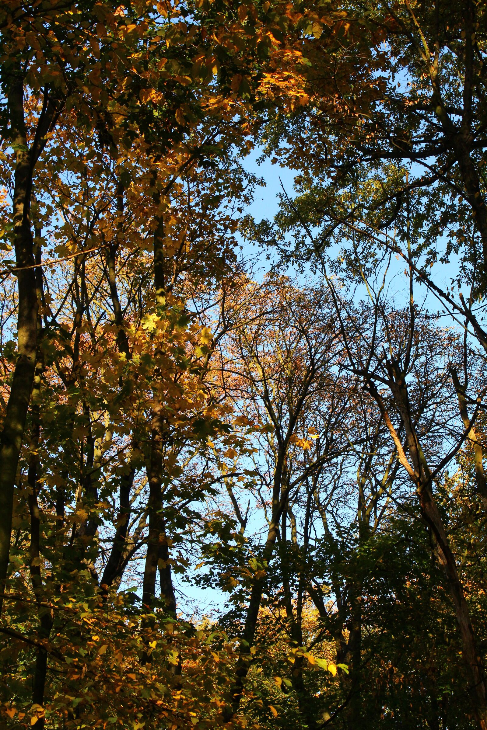 Canon EOS 4000D (EOS Rebel T100 / EOS 3000D) sample photo. Autumn, colors, tree photography