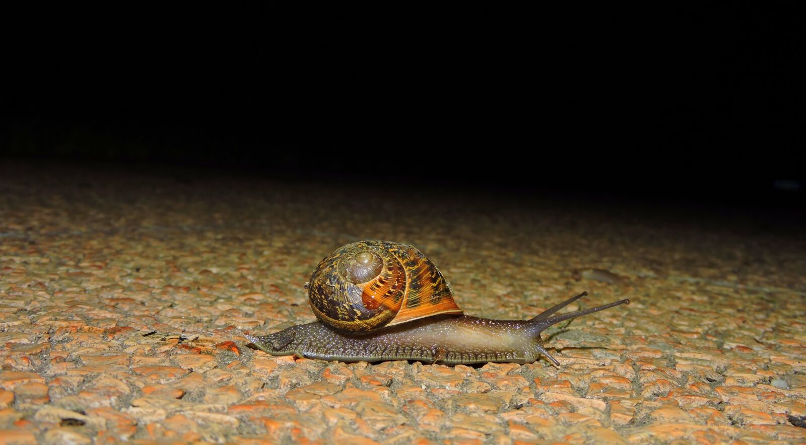 Nikon Coolpix P600 sample photo. Snail, crawl, night photography