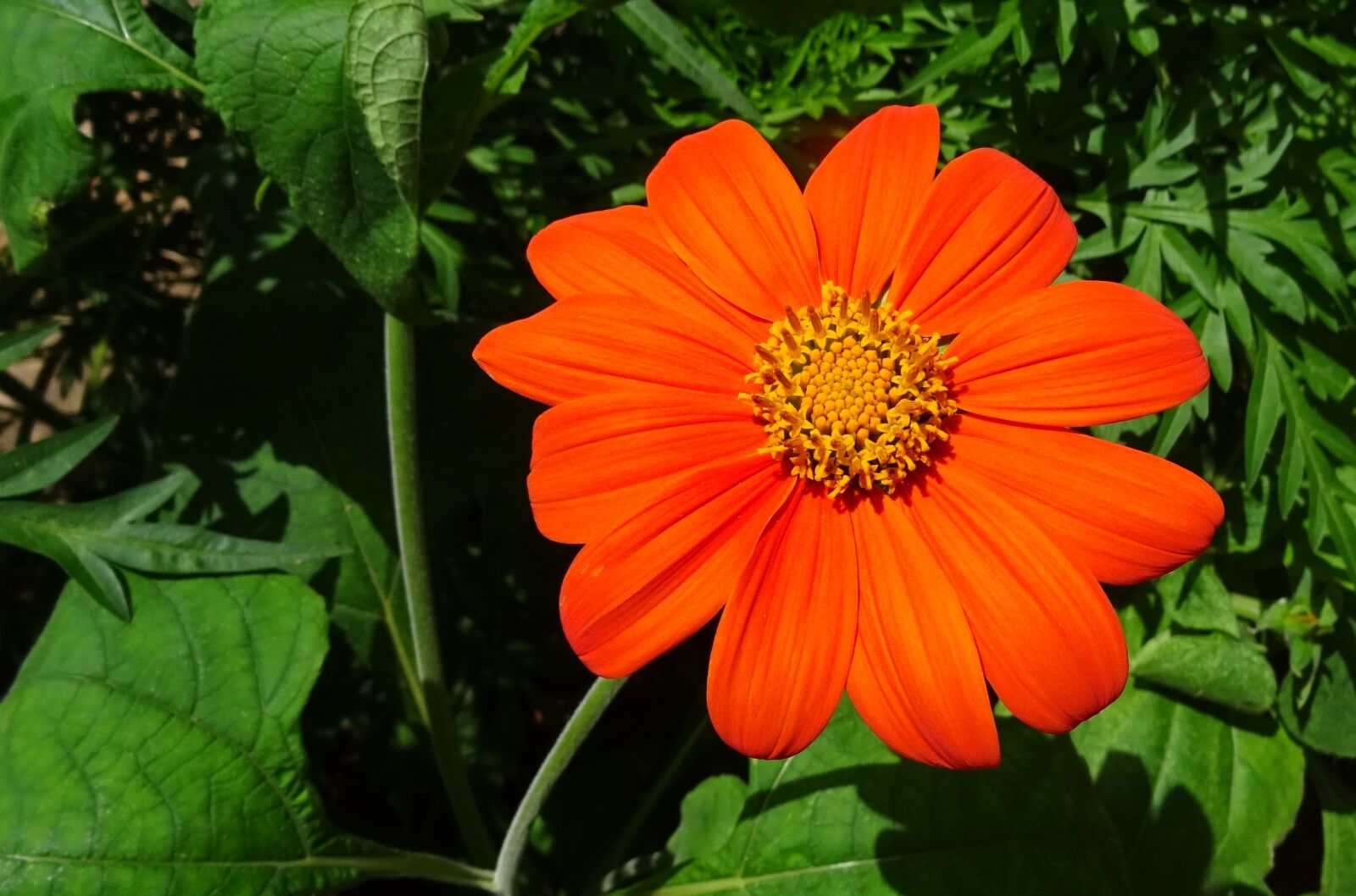Sony DSC-HX60V sample photo. Flower, mexican sunflower, tithonia photography