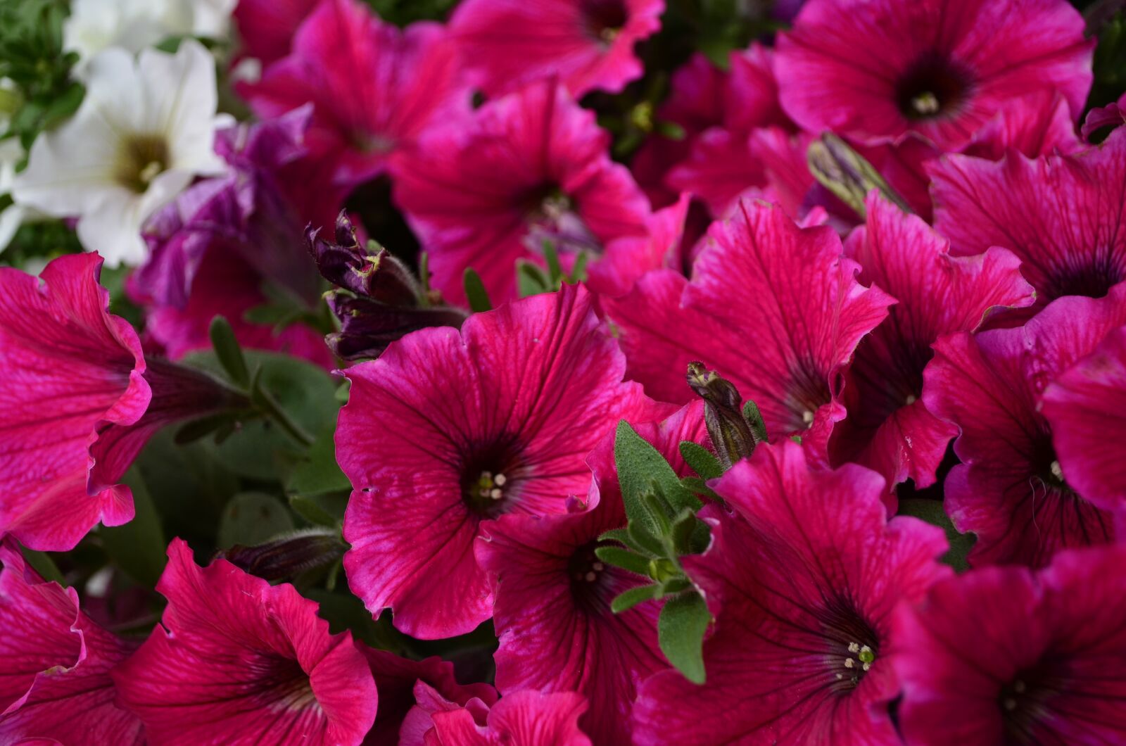 Nikon D5100 sample photo. Petunia, flower, handsomely photography