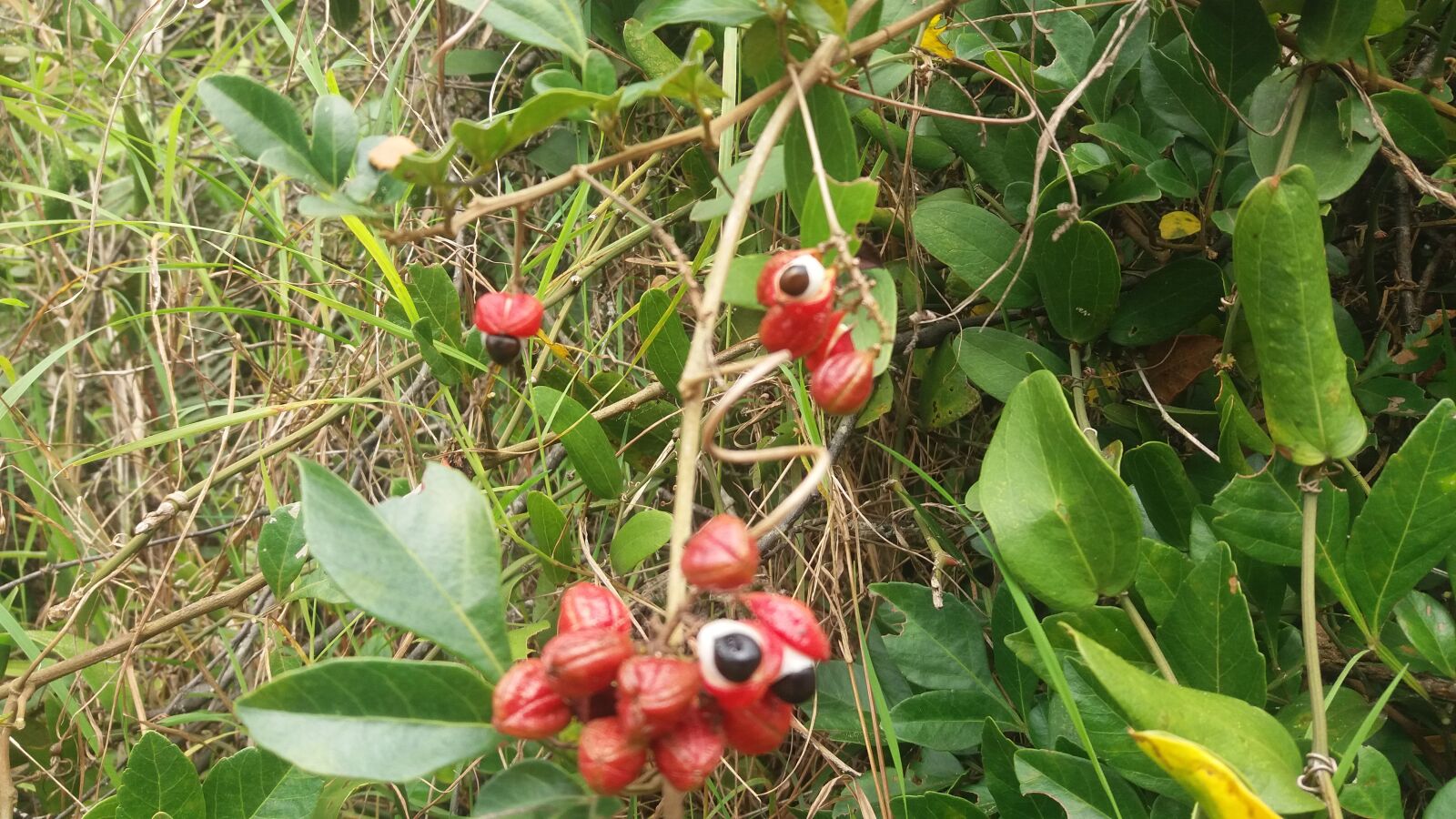 Samsung Galaxy J5 sample photo. Guaraná, frutas vermelhas, olhos photography