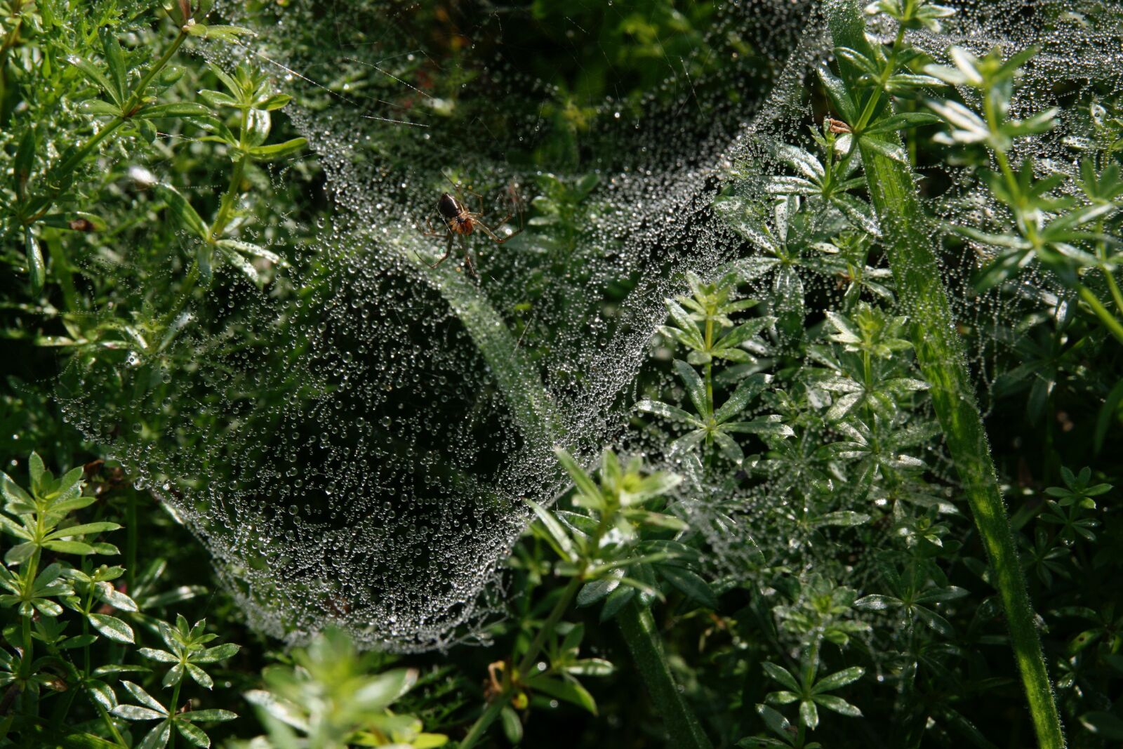 Canon EOS 400D (EOS Digital Rebel XTi / EOS Kiss Digital X) sample photo. Insect, meadow, spider photography