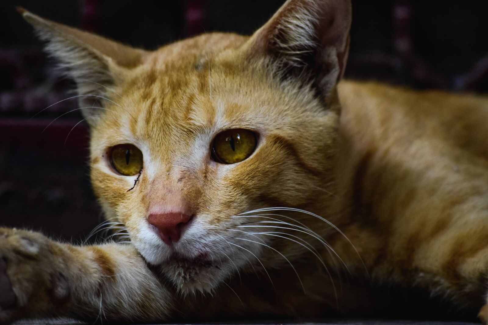 Nikon D5300 sample photo. Cat, pet, animal photography