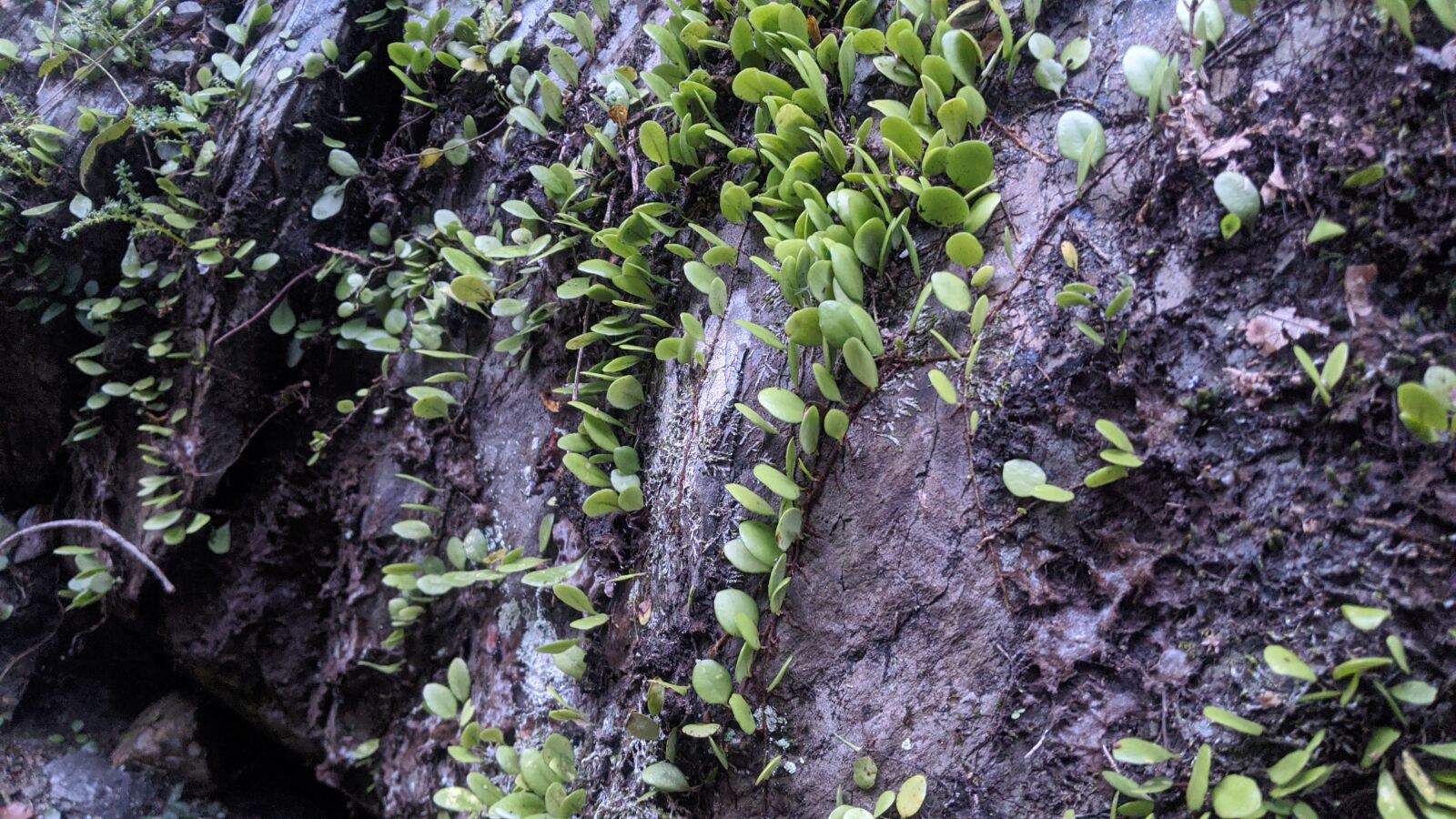 Google Pixel 3 sample photo. Nature, plants, ground photography