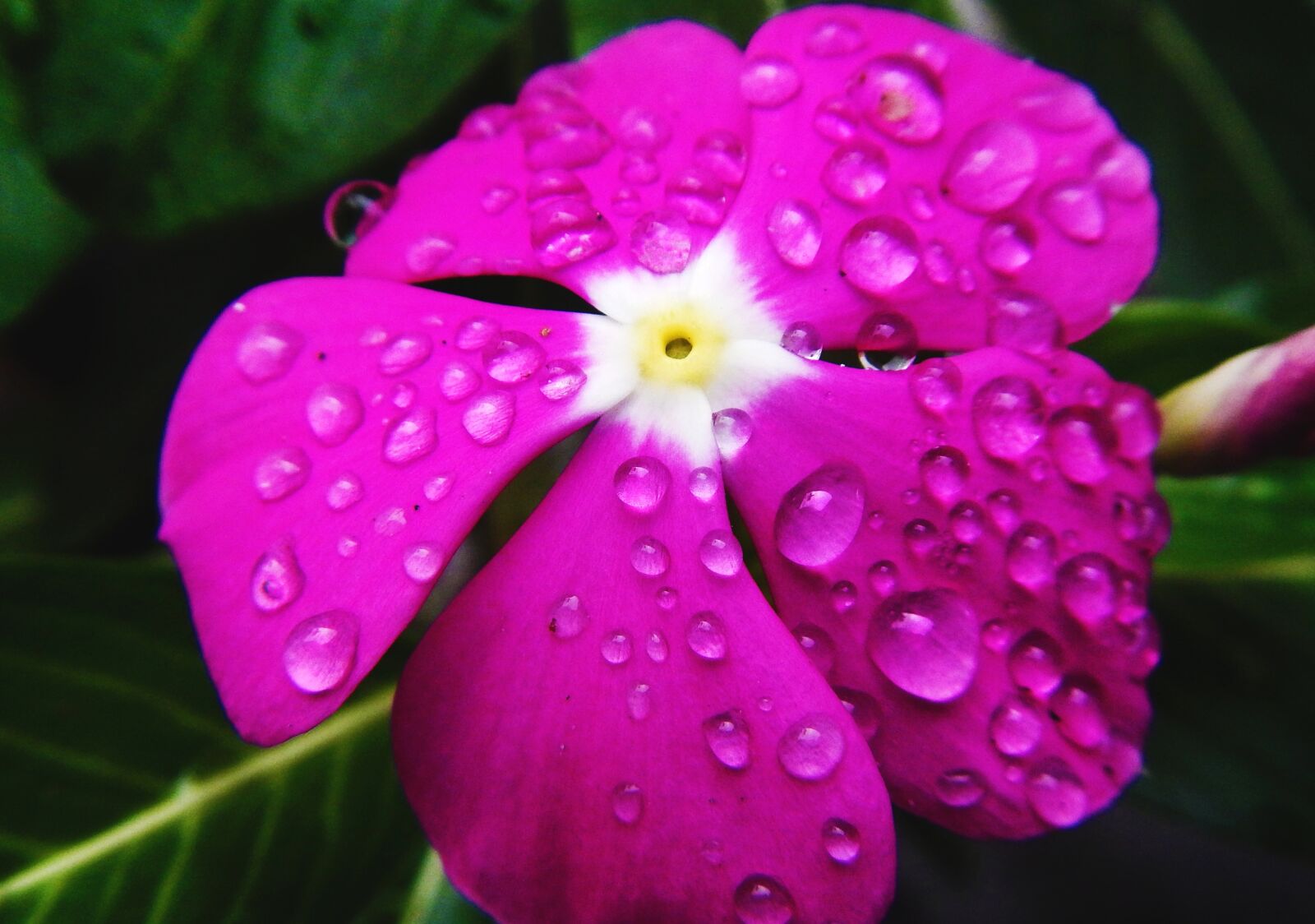 Nikon Coolpix AW110 sample photo. Flirty, good afternoon, flower photography