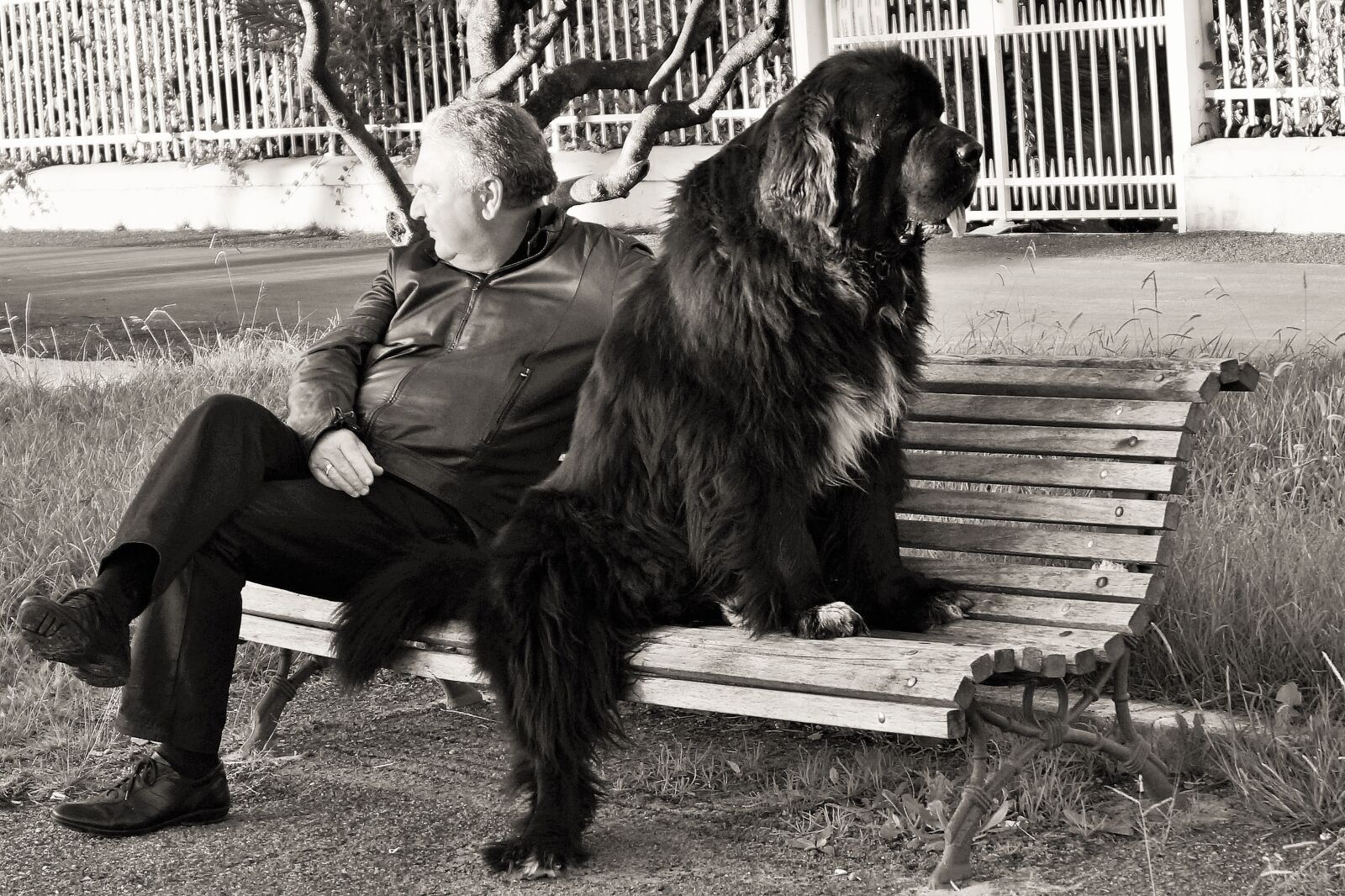 Sony DT 18-55mm F3.5-5.6 SAM II sample photo. Qualities dog man's best photography