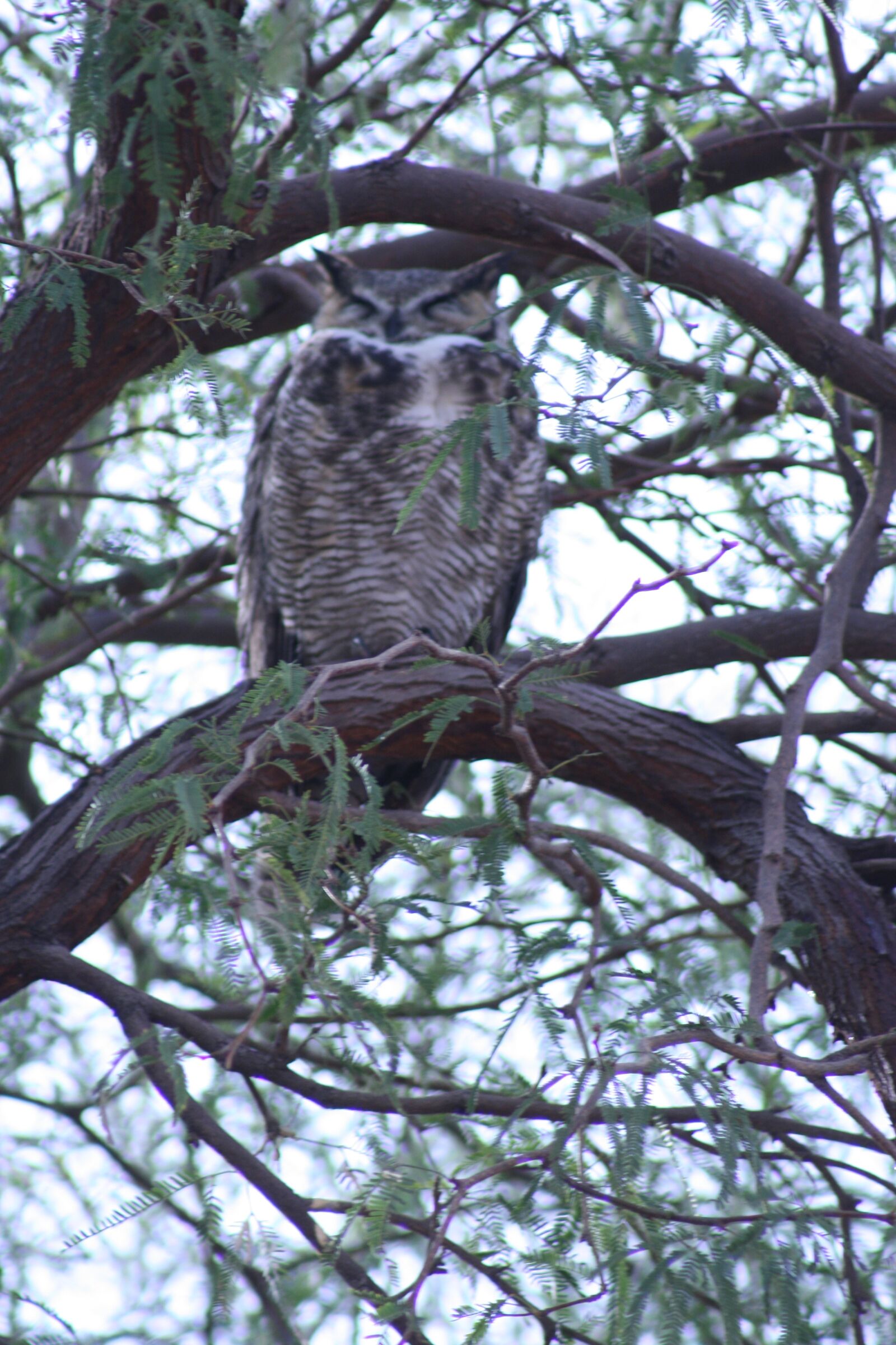 Canon EOS 400D (EOS Digital Rebel XTi / EOS Kiss Digital X) sample photo. Owl, tree, nature photography