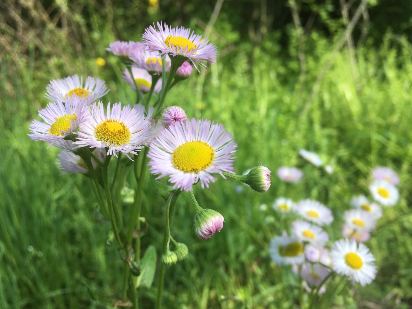 Apple iPhone 6s sample photo. Nature, flora, flower photography