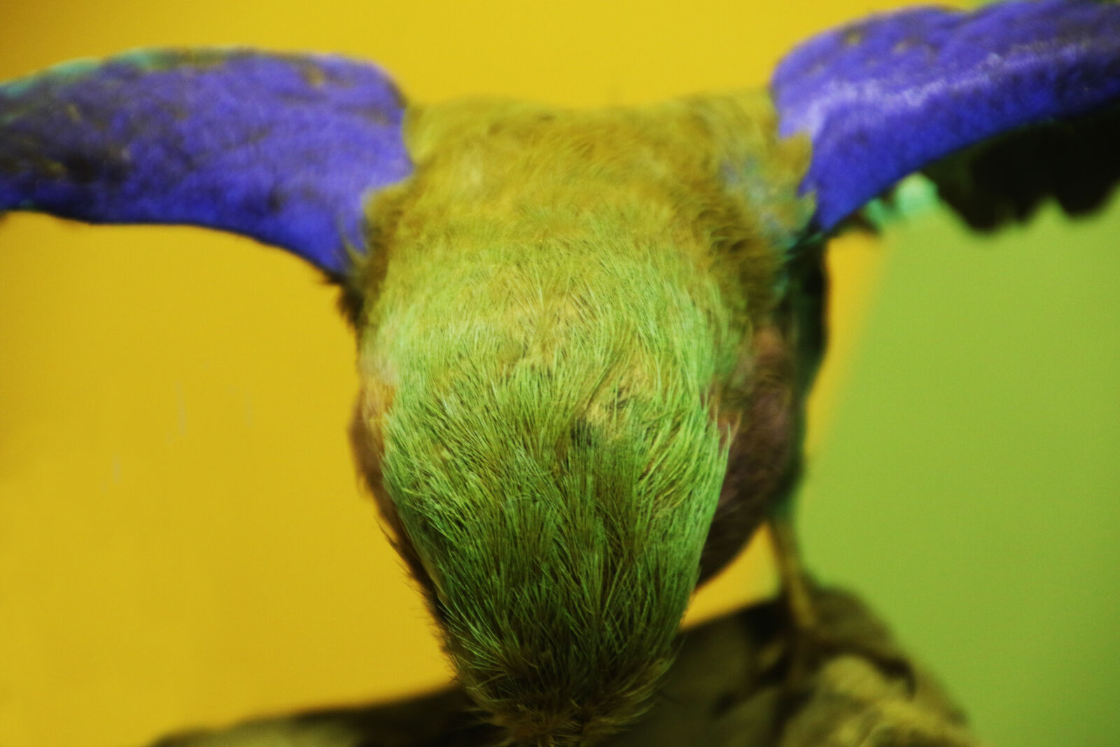 Canon EOS 7D Mark II sample photo. Animal, bird, blue, bow photography