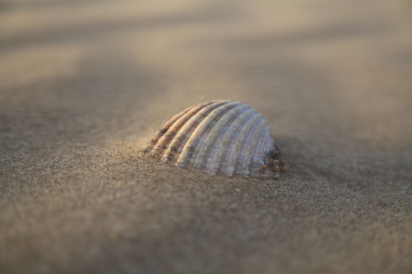 Canon EF 24-105mm F4L IS USM sample photo. Shell, sea, ocean photography