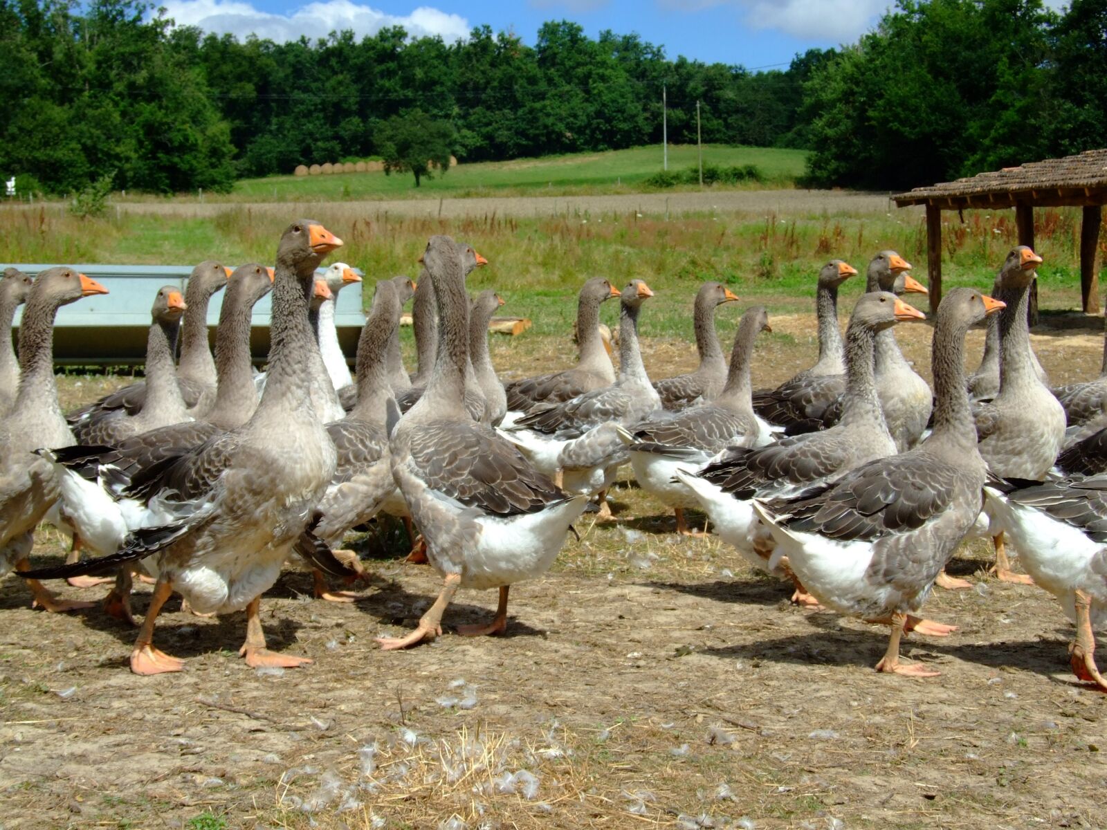 Fujifilm FinePix S6500fd sample photo. Goose, farm, animal photography