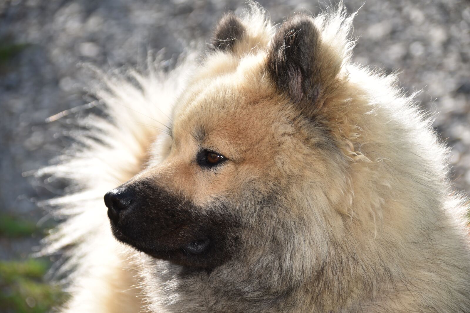 Nikon D5600 sample photo. Dog, dog portrait, dog photography
