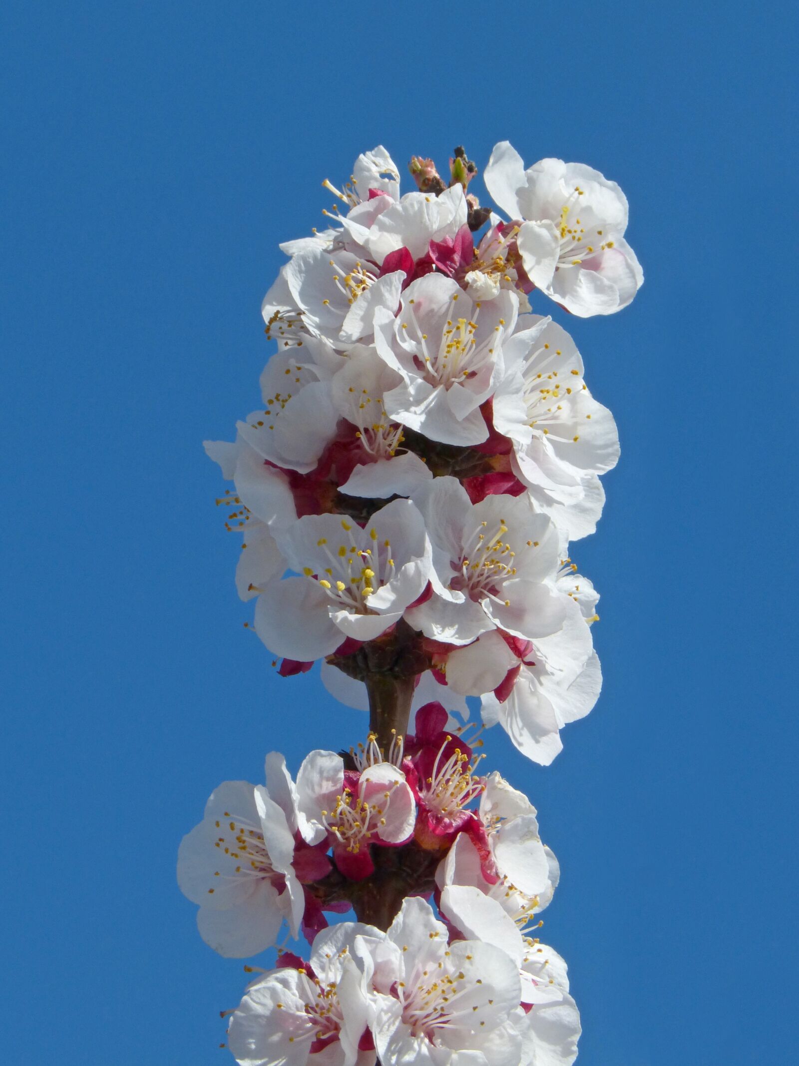 Panasonic DMC-FZ62 sample photo. Apricot, flowering tree, flowers photography