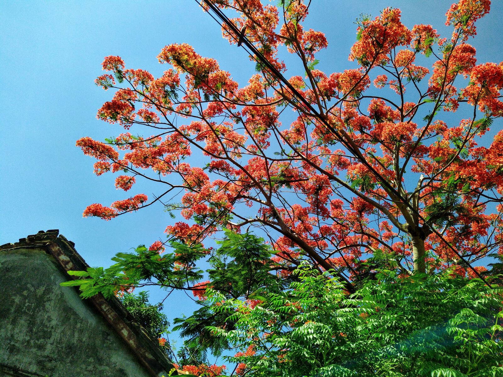 HMD Global Nokia 7.2 sample photo. Phoenix flower, tree worship photography