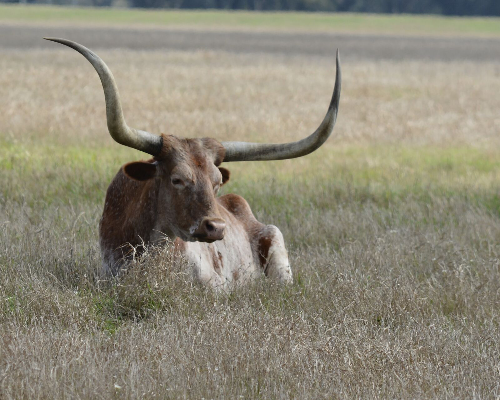 Nikon D7100 sample photo. Longhorn, cow, cattle photography