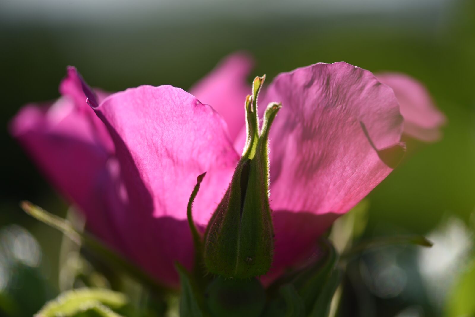 Nikon D750 sample photo. Flower, rose, bloom photography