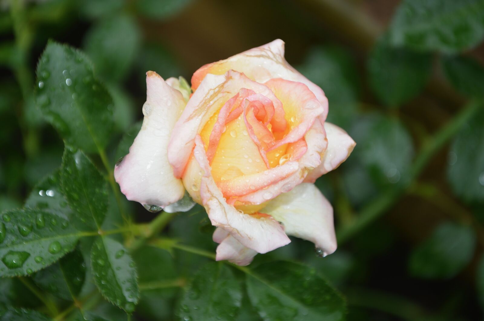 Nikon D5200 sample photo. Flower, flowers, pink photography