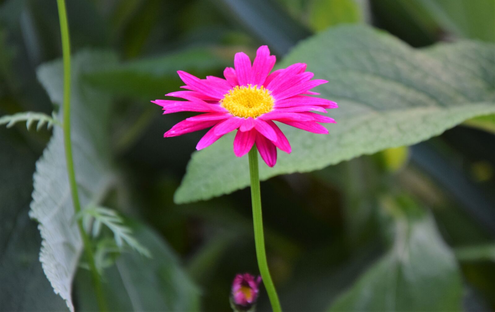Nikon D5300 sample photo. Nature, flower, garden photography
