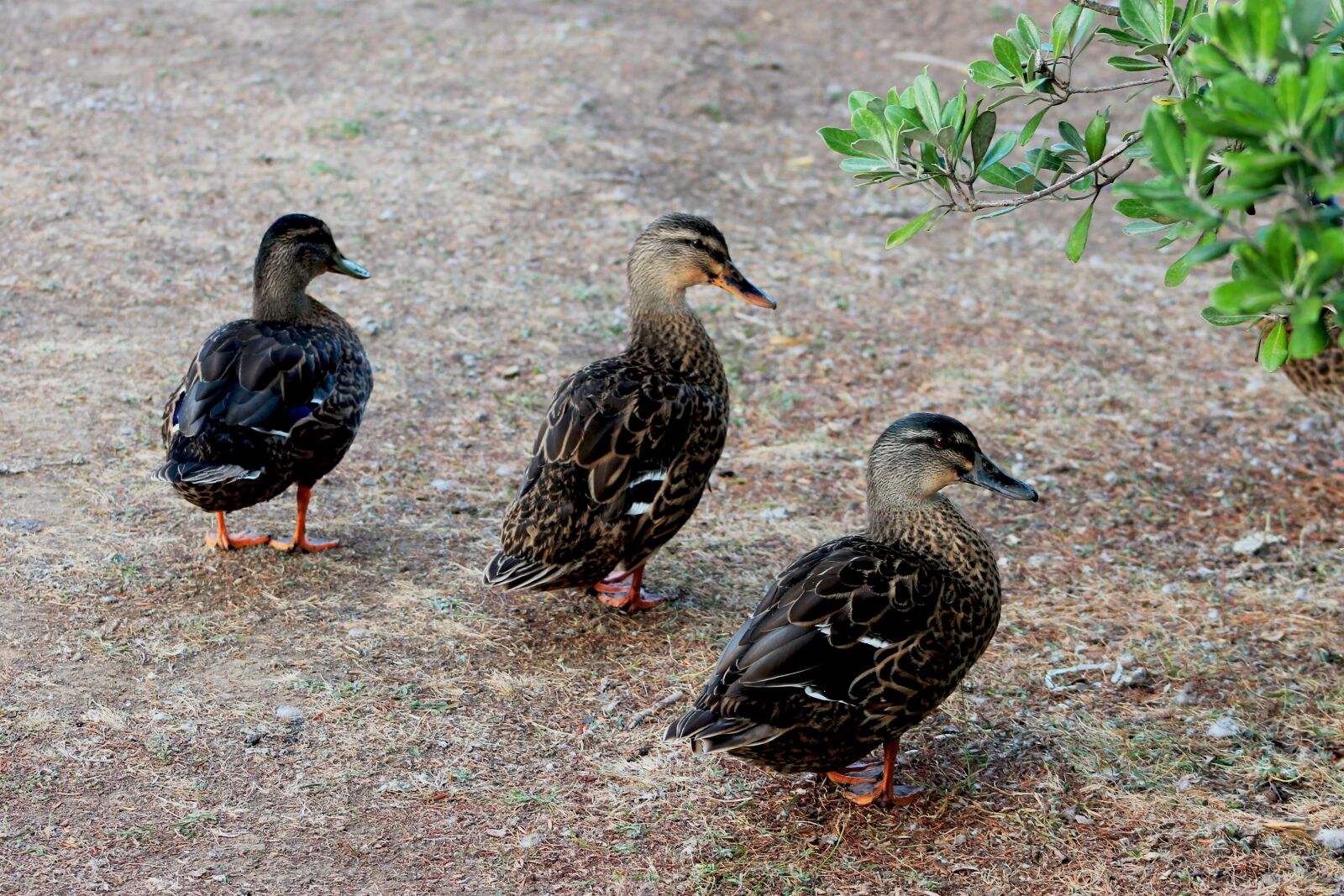 Canon EF75-300mm f/4-5.6 sample photo. Birds of new zealand photography