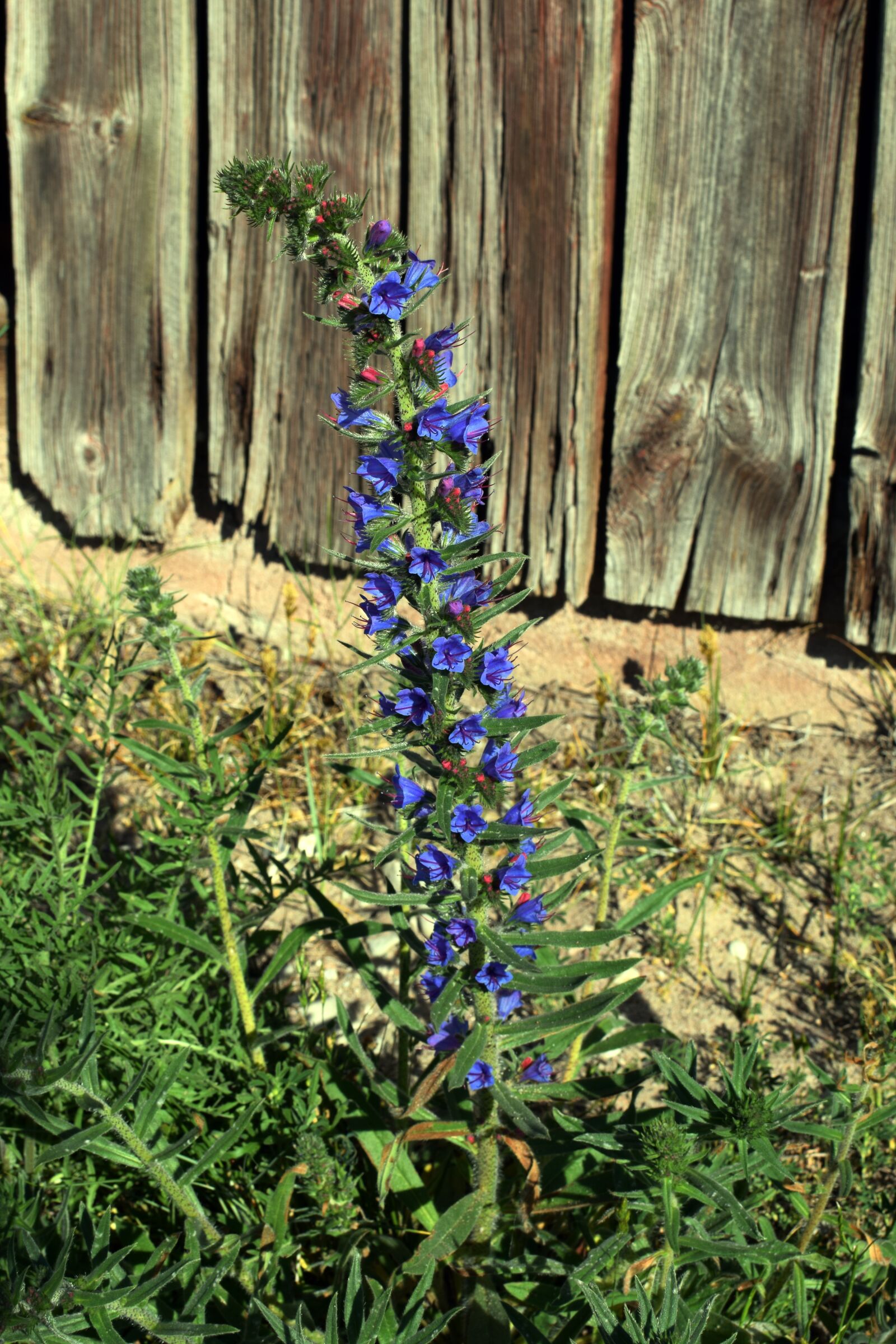Nikon D5300 sample photo. Viper's bugloss, flower, plant photography