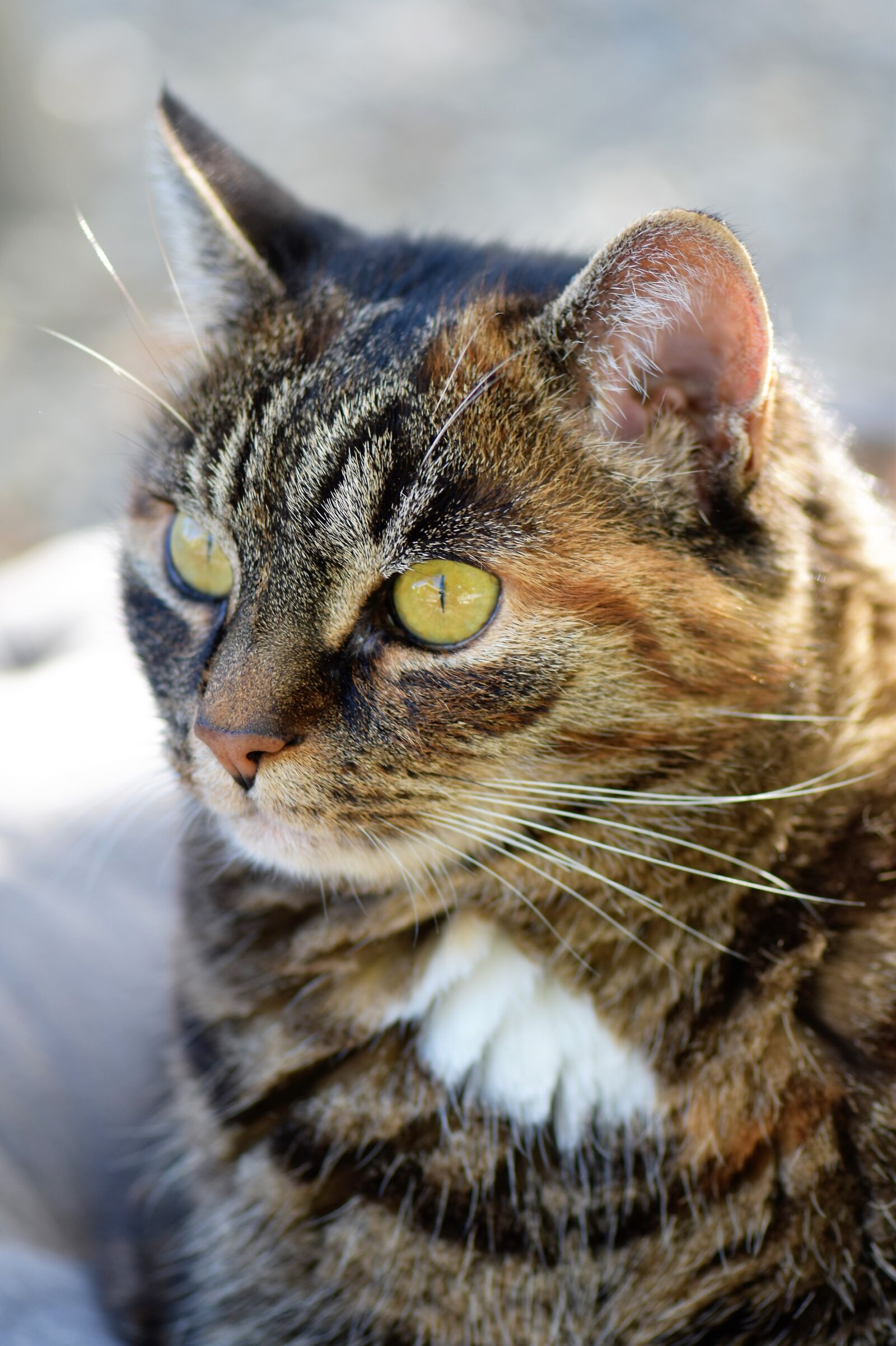 Nikon D5500 sample photo. Cat, mackerel, pet photography