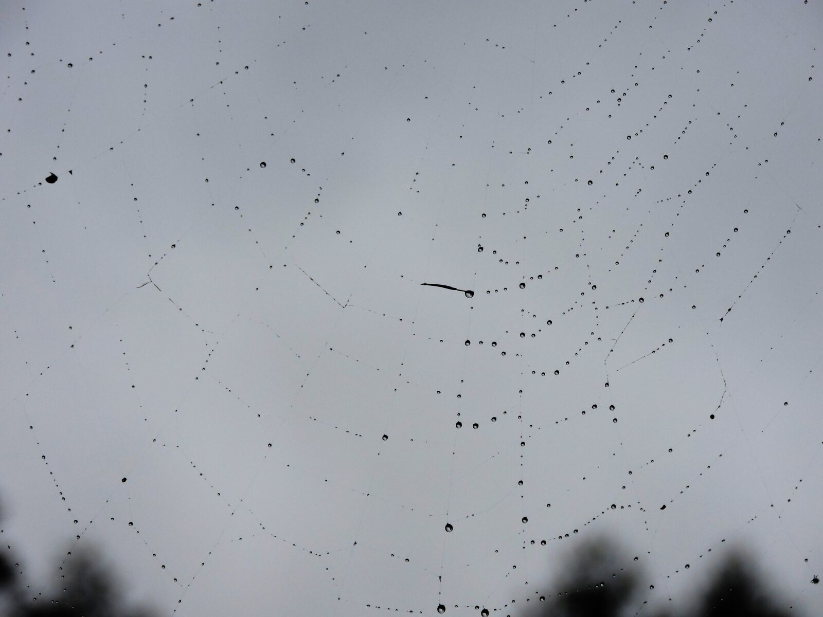 Nikon Coolpix P530 sample photo. Cobweb, drop of water photography