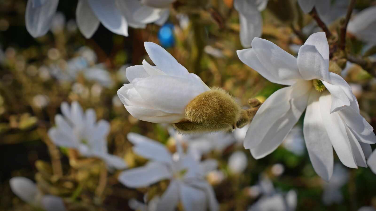 Nikon D5200 sample photo. Star magnolia, magnolia, bud photography