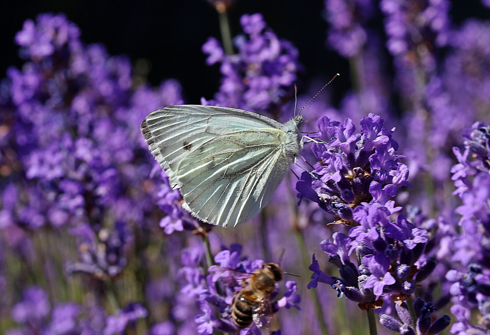 Canon EOS 650D (EOS Rebel T4i / EOS Kiss X6i) sample photo. Small cabbage white ling photography