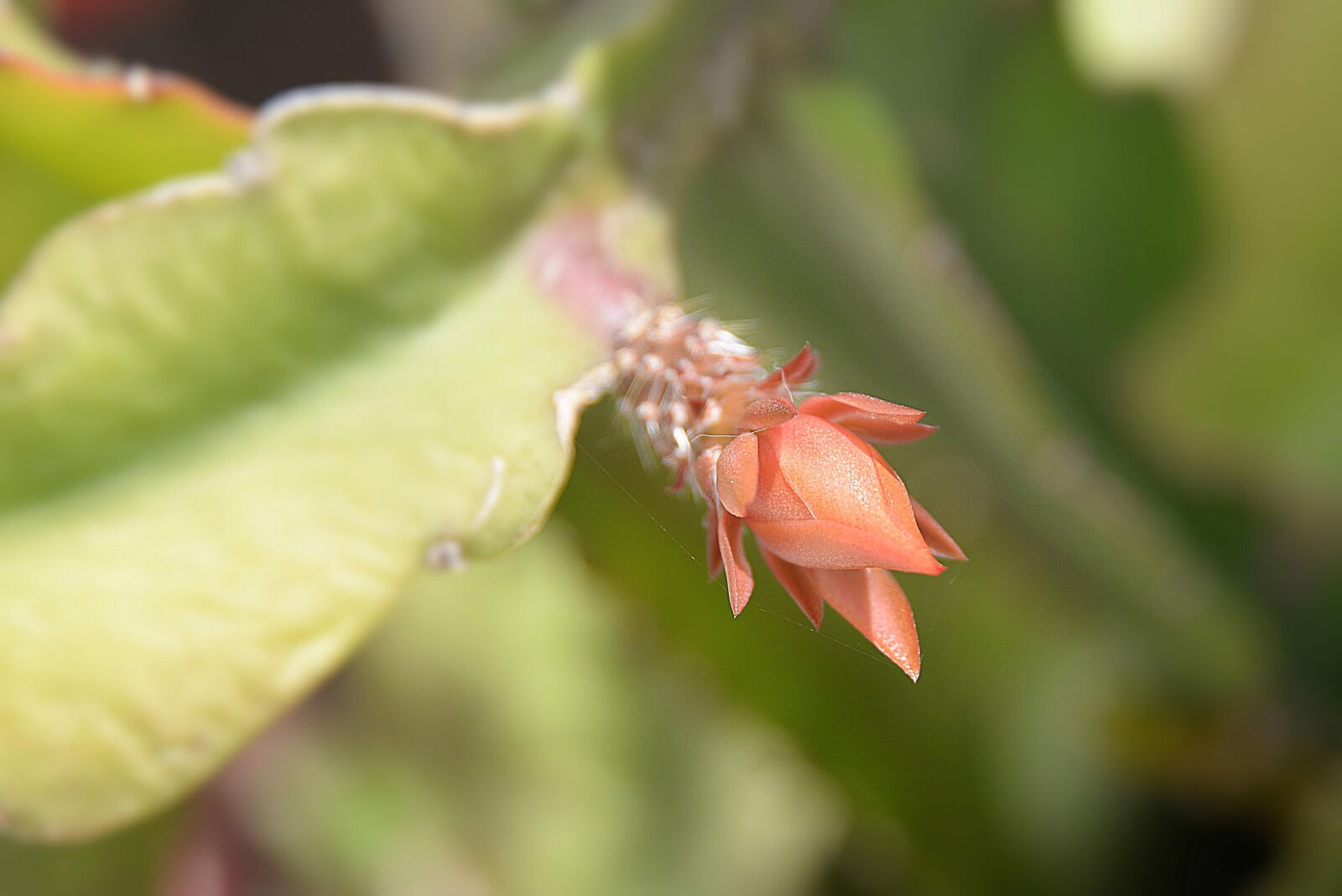 Nikon D610 sample photo. Cactus blossom, close up photography