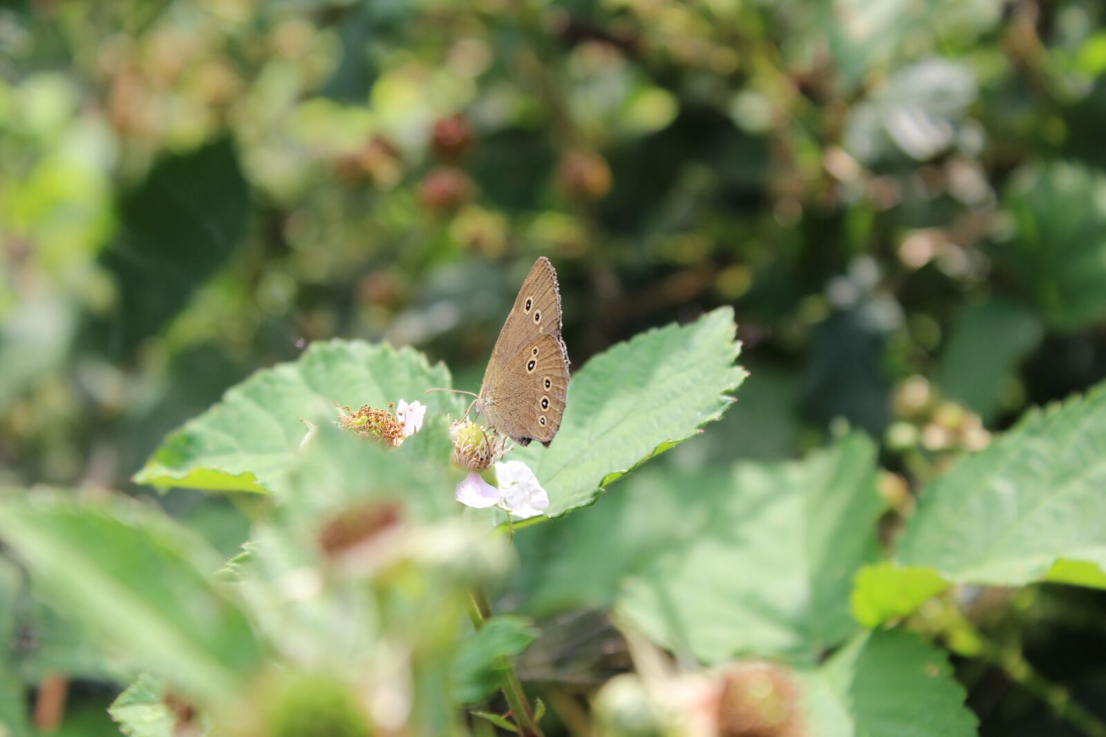 Canon EOS 1300D (EOS Rebel T6 / EOS Kiss X80) sample photo. Butterfly, nature, animals photography