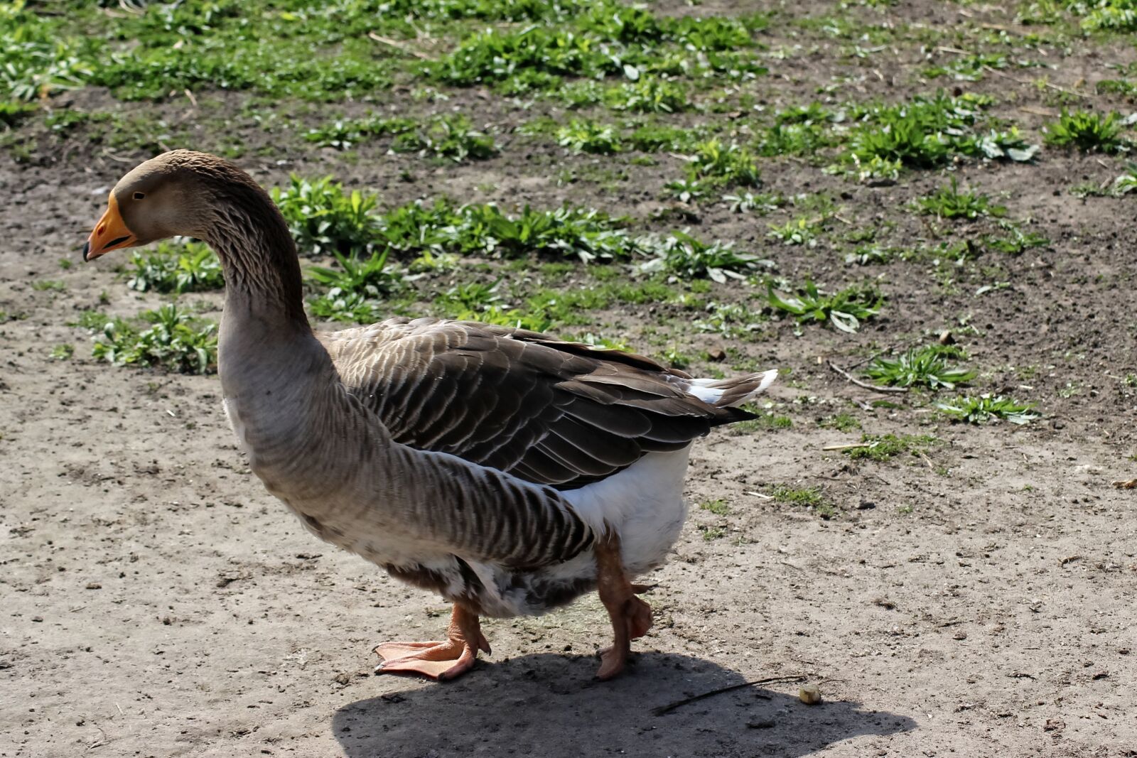Canon EOS 600D (Rebel EOS T3i / EOS Kiss X5) sample photo. Greylag goose, goose, water photography