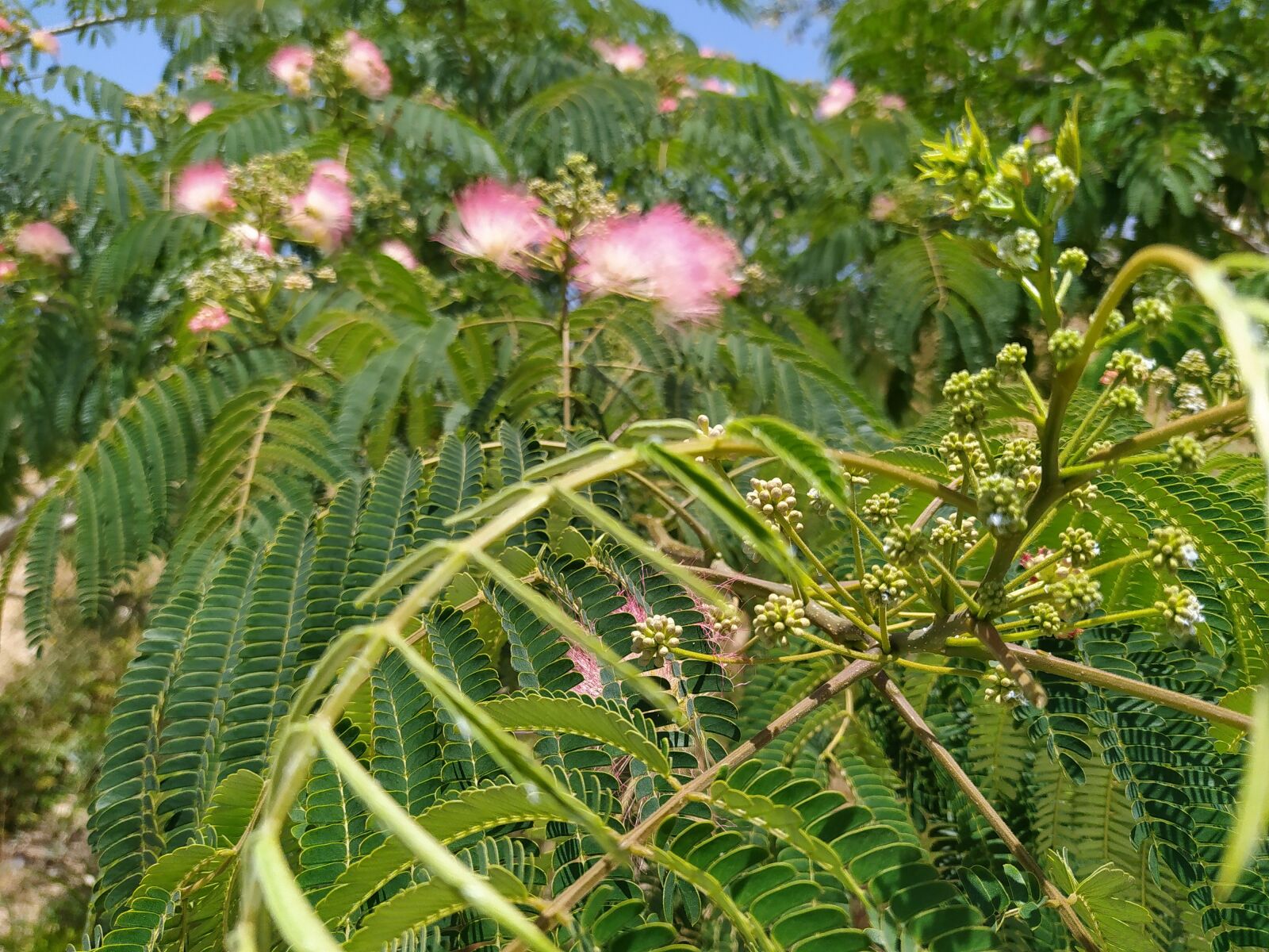 Xiaomi Redmi Note 8 sample photo. Plant, nature, green photography