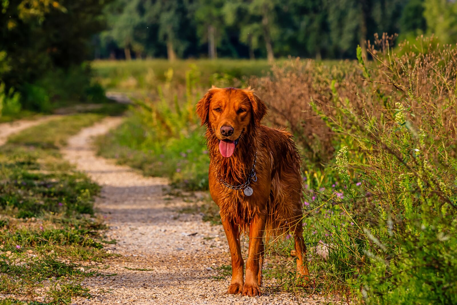 Canon EOS 80D sample photo. Dog, golden retriever, trail photography