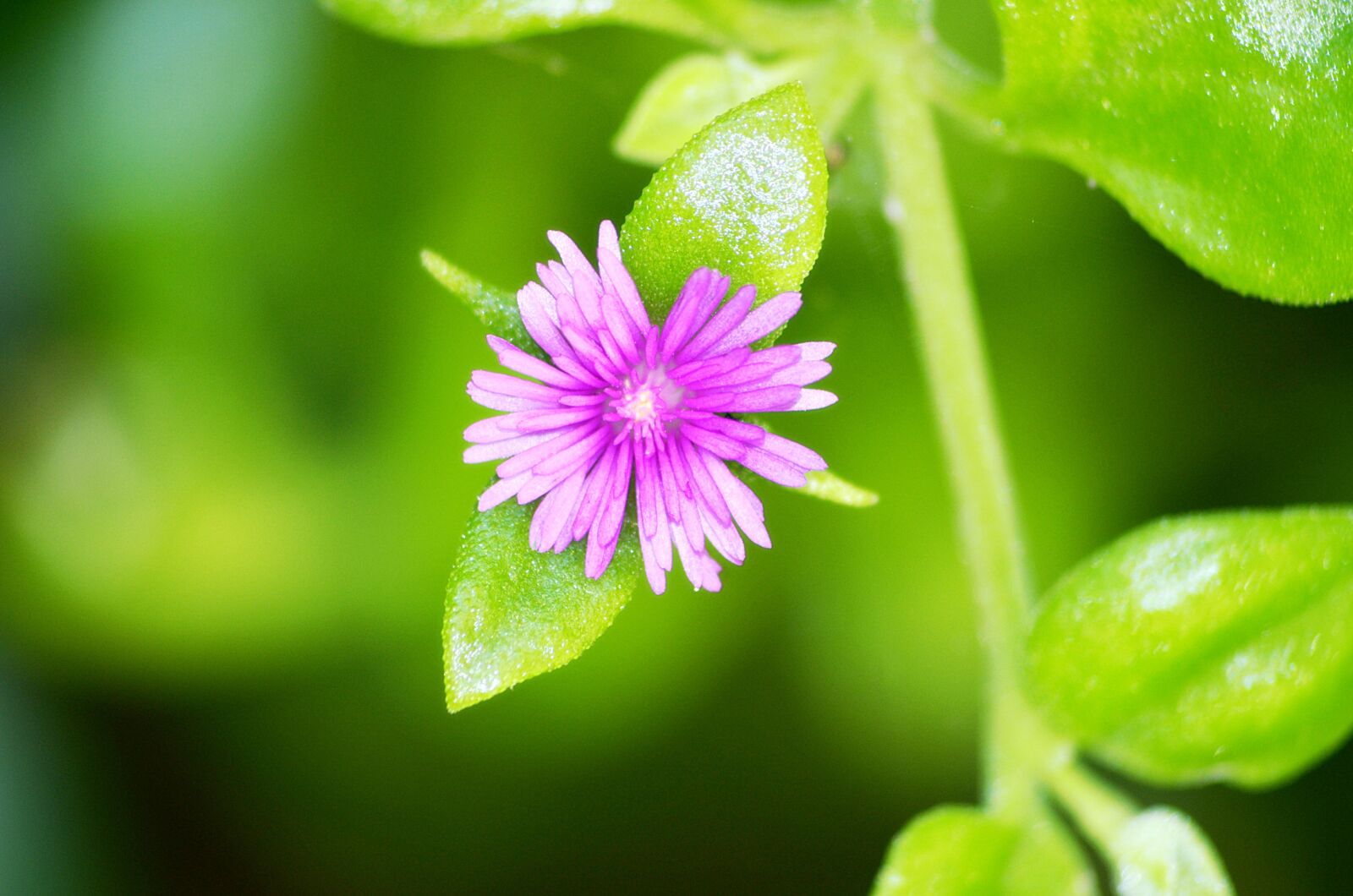 Nikon D5100 sample photo. Flower, color, plants photography