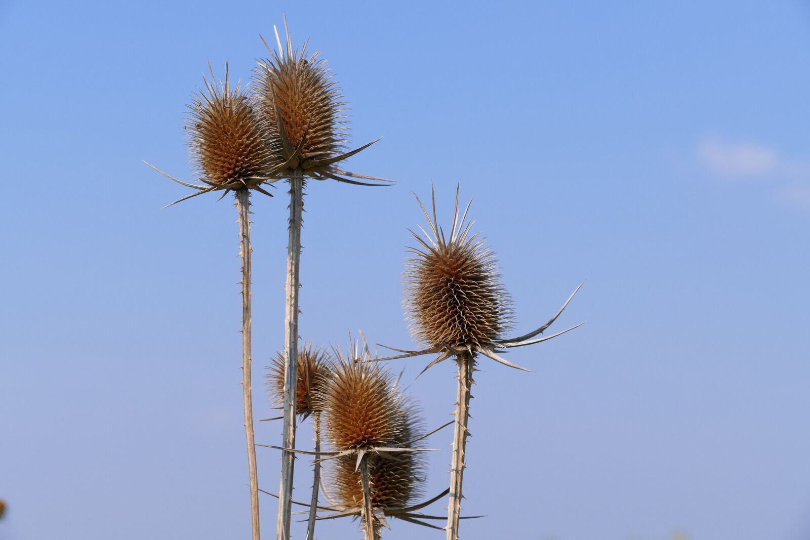Panasonic Lumix DMC-FZ1000 sample photo. Thistle, sky, blue photography