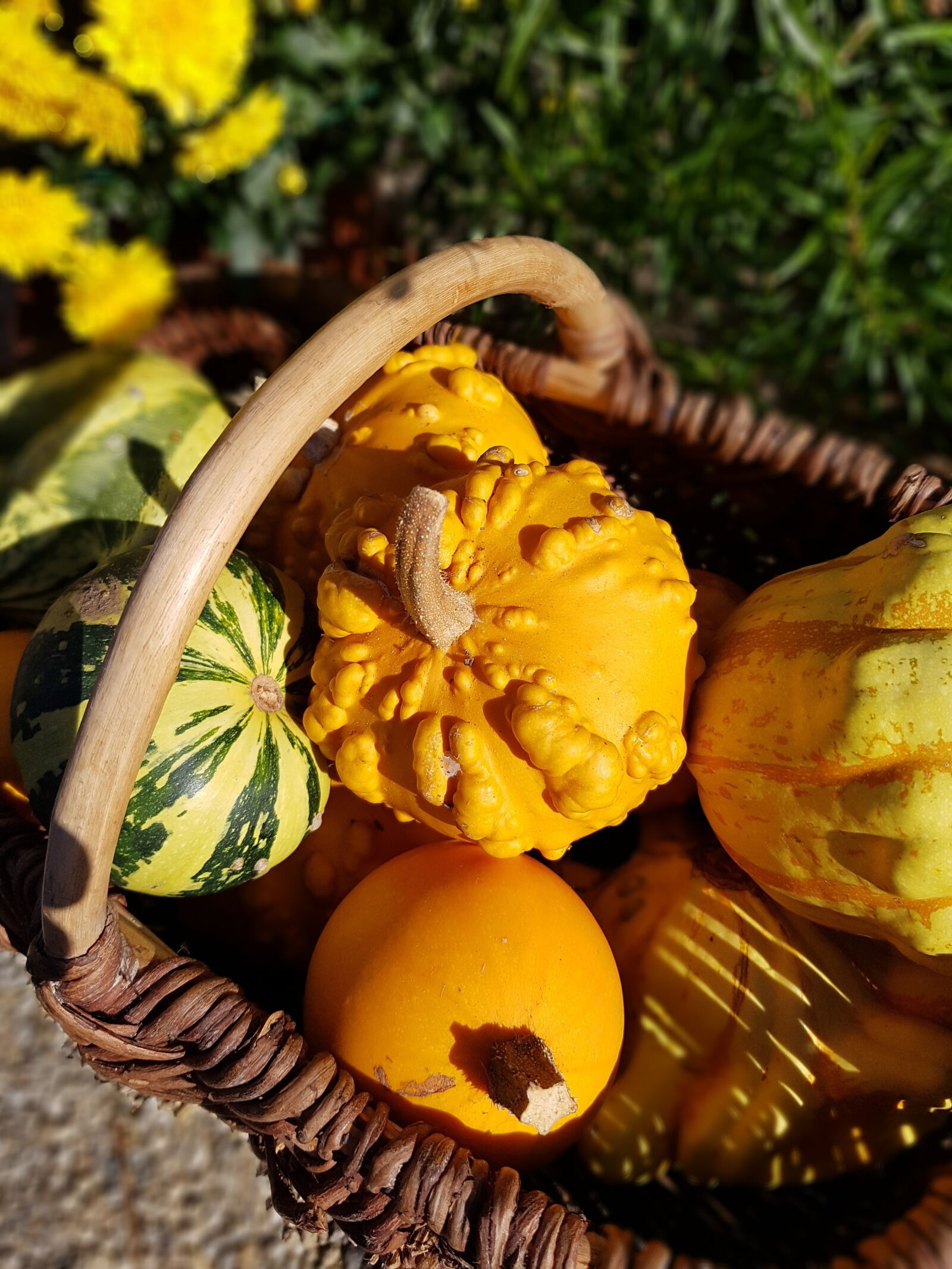 Samsung Galaxy S7 sample photo. Coloquinte, basket, pumpkin photography