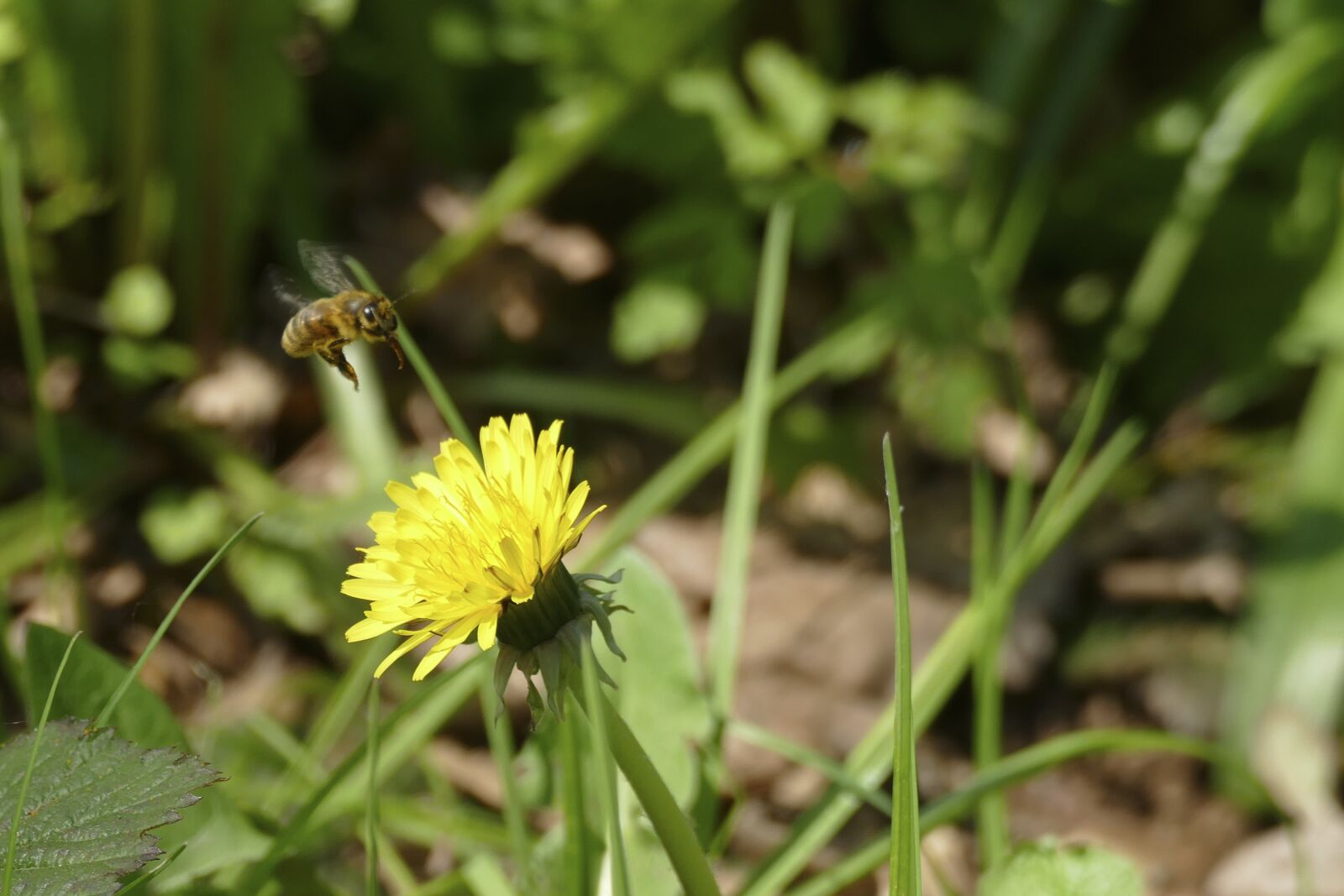 Panasonic Lumix DMC-FZ1000 sample photo. Bee, dandelion, insect photography