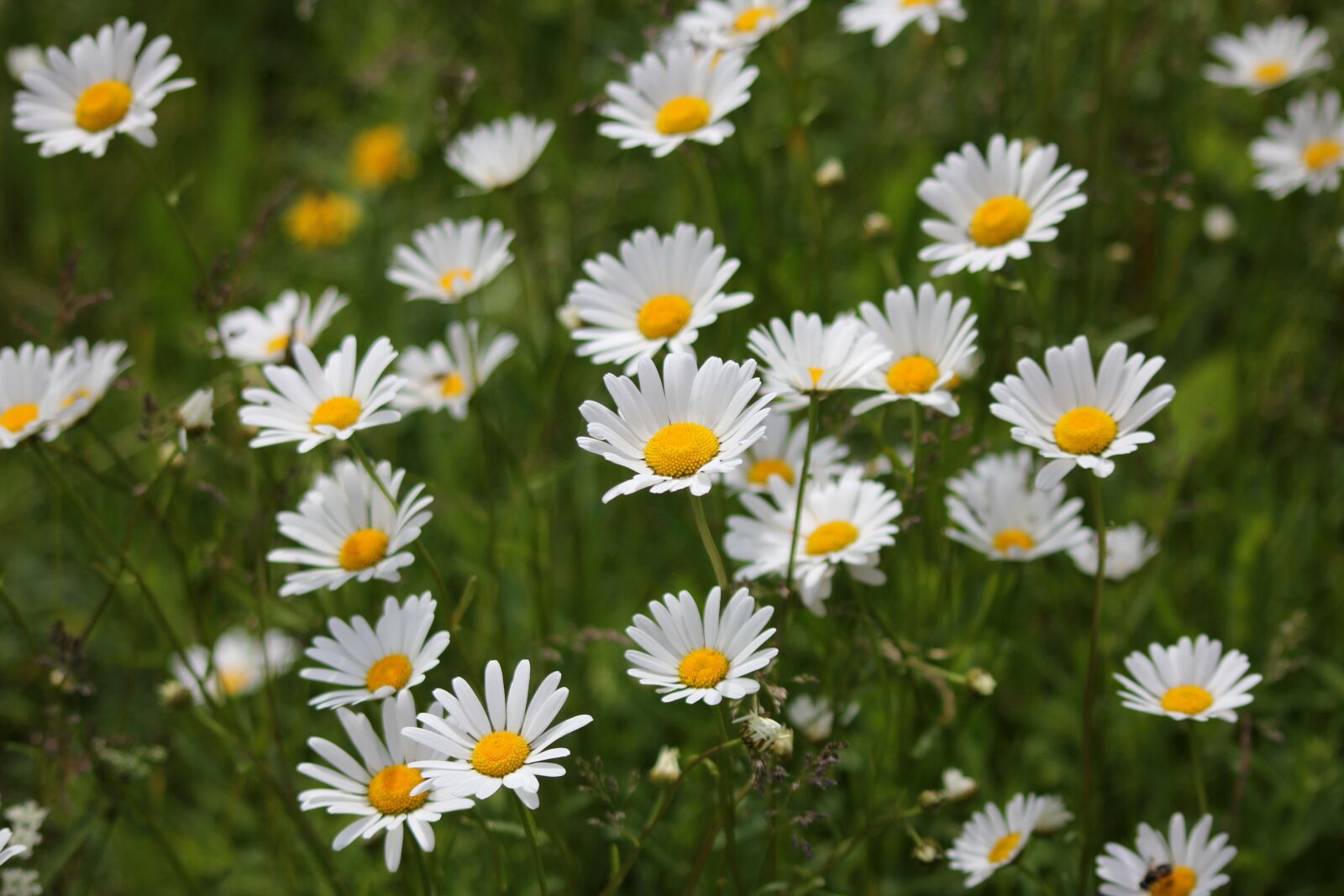 Canon EOS 550D (EOS Rebel T2i / EOS Kiss X4) sample photo. Flower meadow, flower, daisy photography