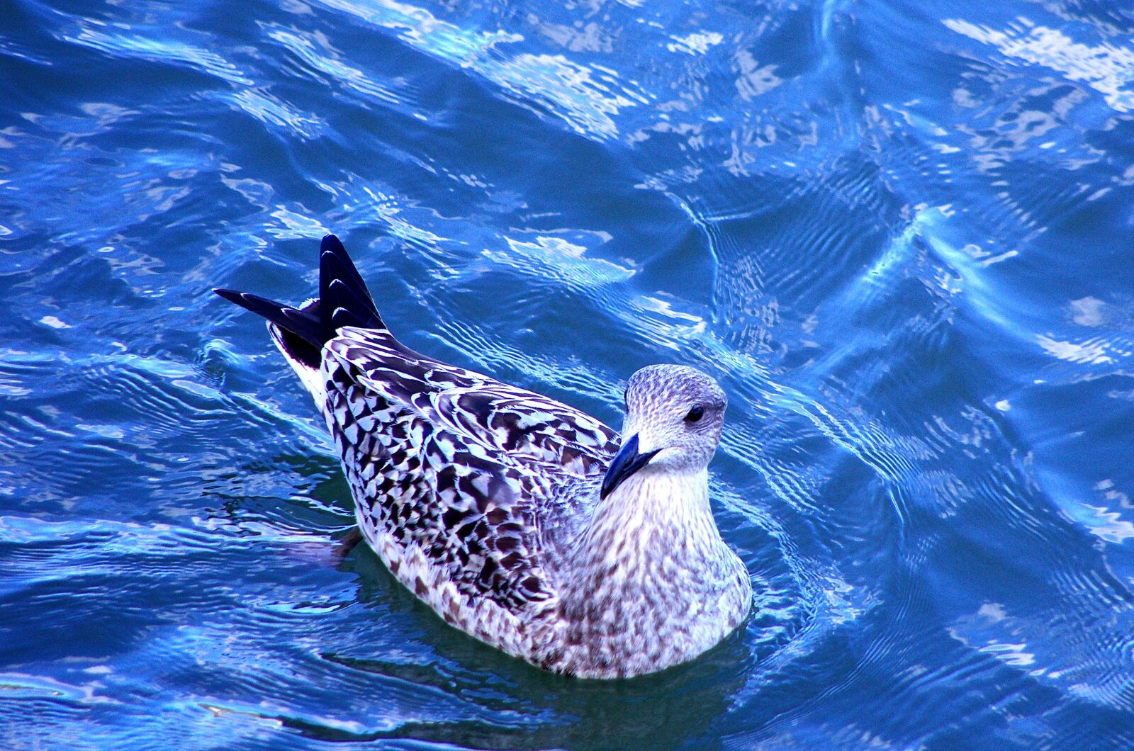 Pentax K-5 sample photo. Bird, water, nature photography