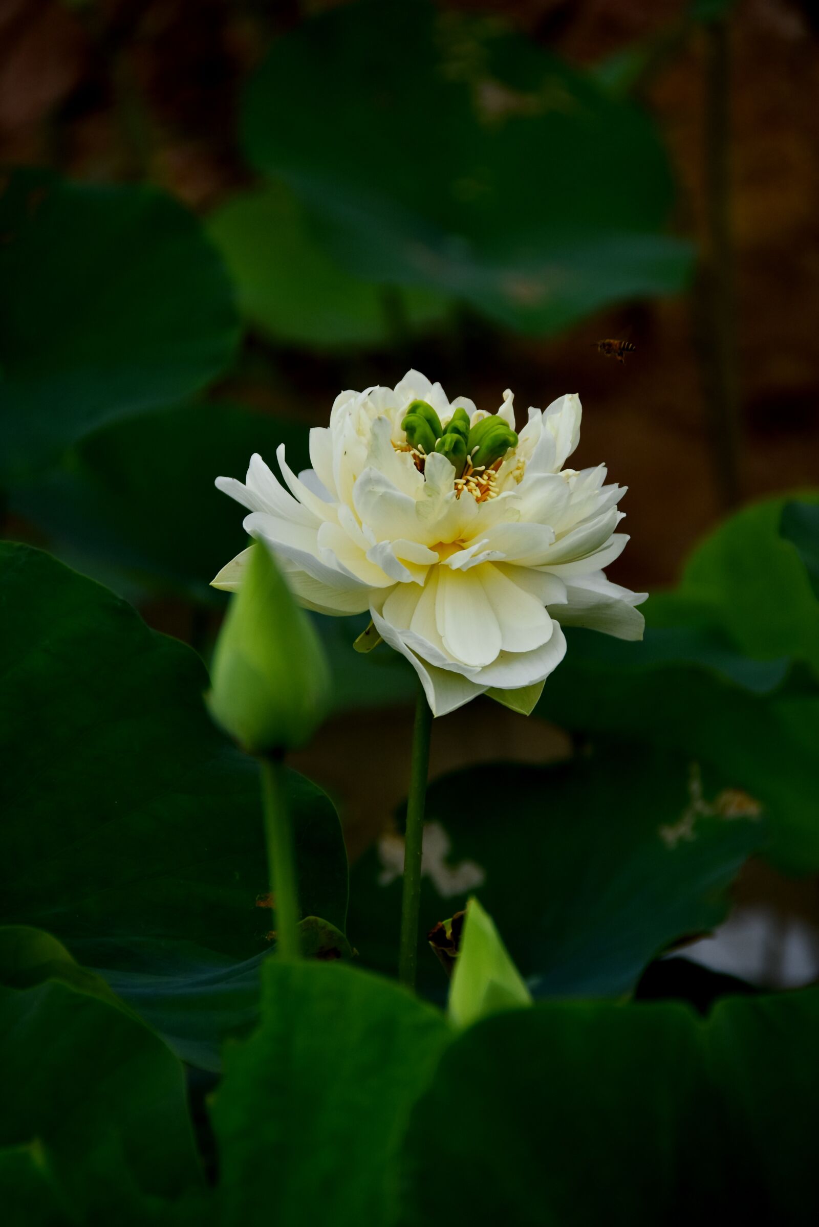 Nikon D7200 sample photo. Golden lotus, blooming, flower photography