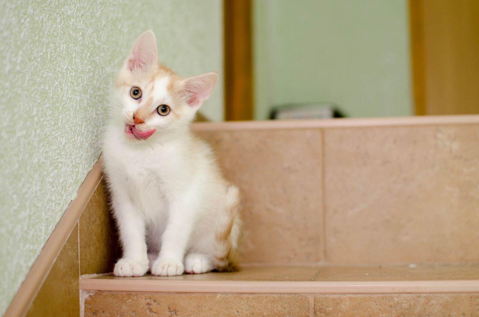 Nikon D7000 sample photo. Cat, domestic cat, dachowiec photography