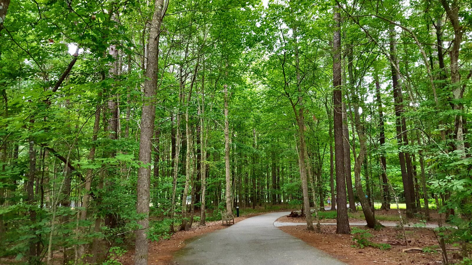 Samsung Galaxy S6 sample photo. Trees, green, path photography