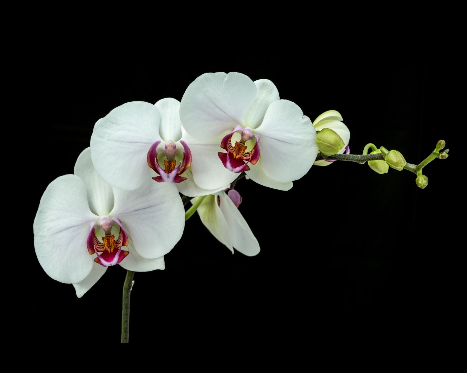 Nikon D810 sample photo. Orchids, flowers, nature photography
