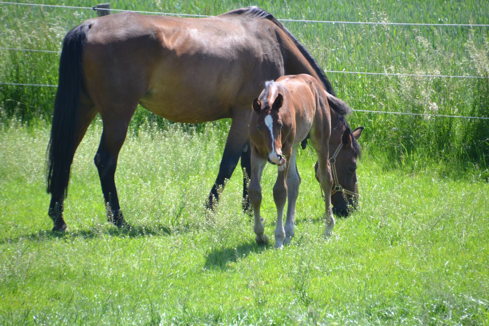 Nikon D3100 sample photo. Mare, mother mare, foal photography