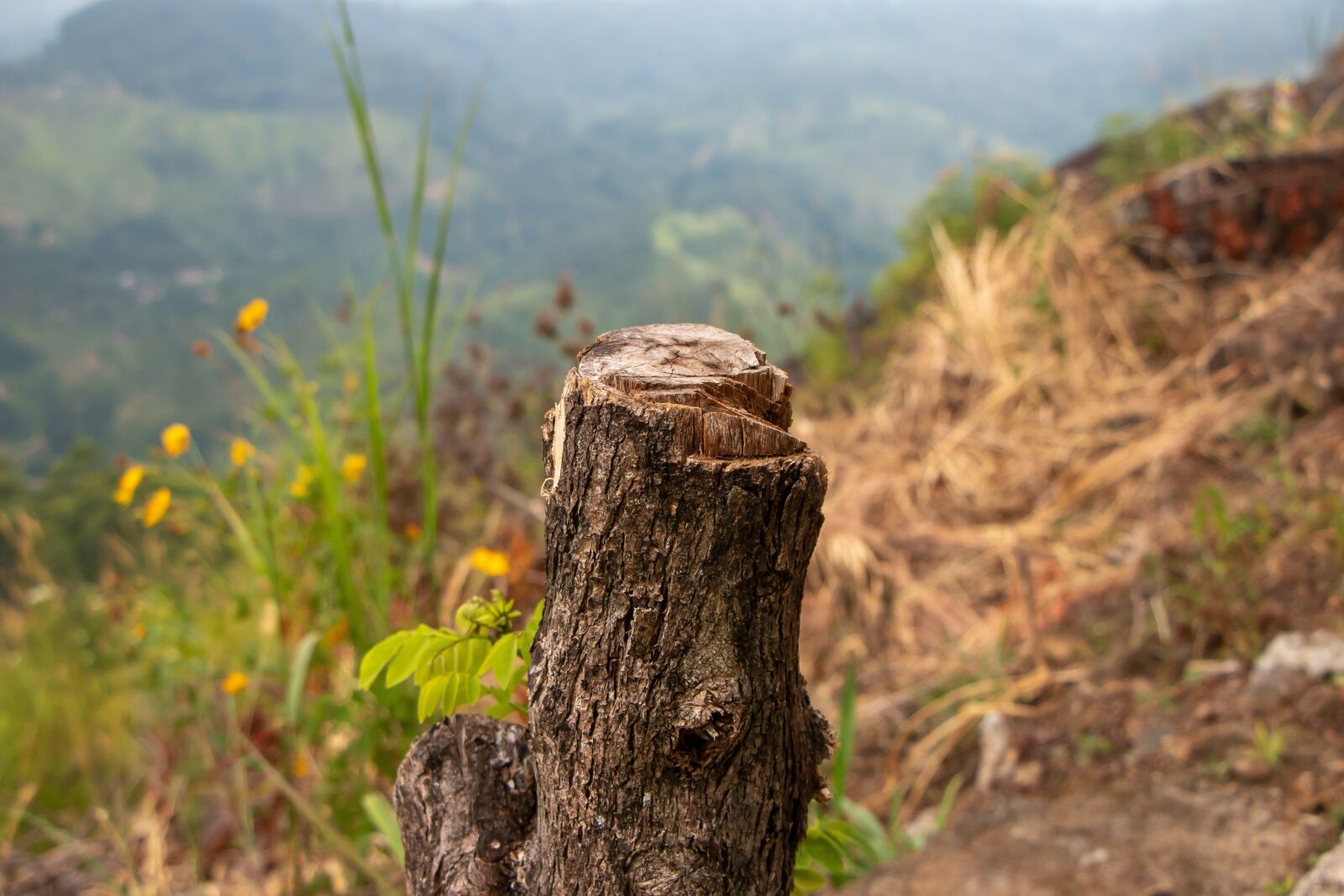 Canon EOS 70D + Canon EF-S 18-135mm F3.5-5.6 IS STM sample photo. Log, wood, wilderness photography